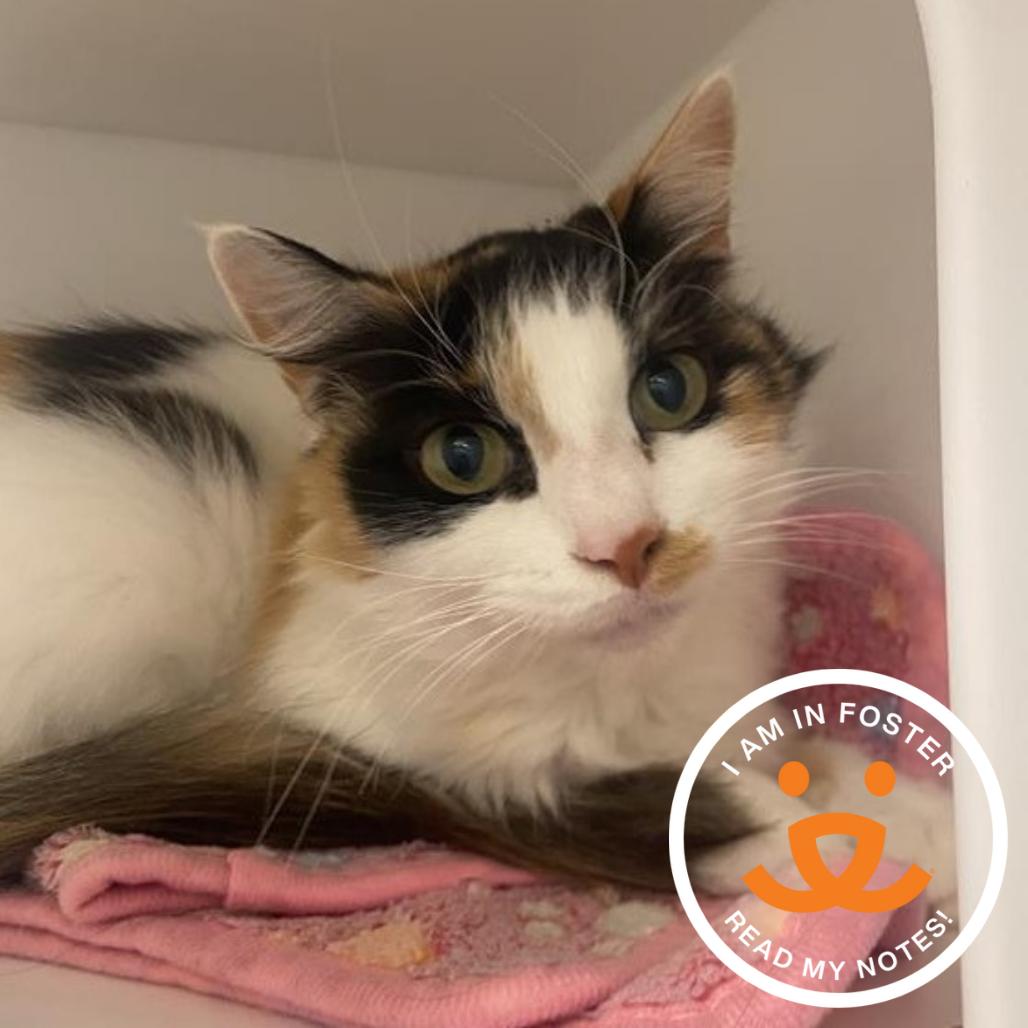 Pop Tart, a Adoptable Domestic Short Hair in League City, TX image 2/2