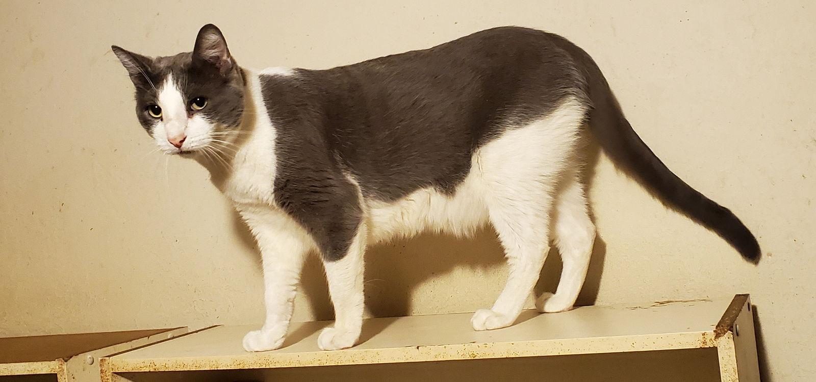 A- Donny -I am a Talker! Mom is A Siamese!