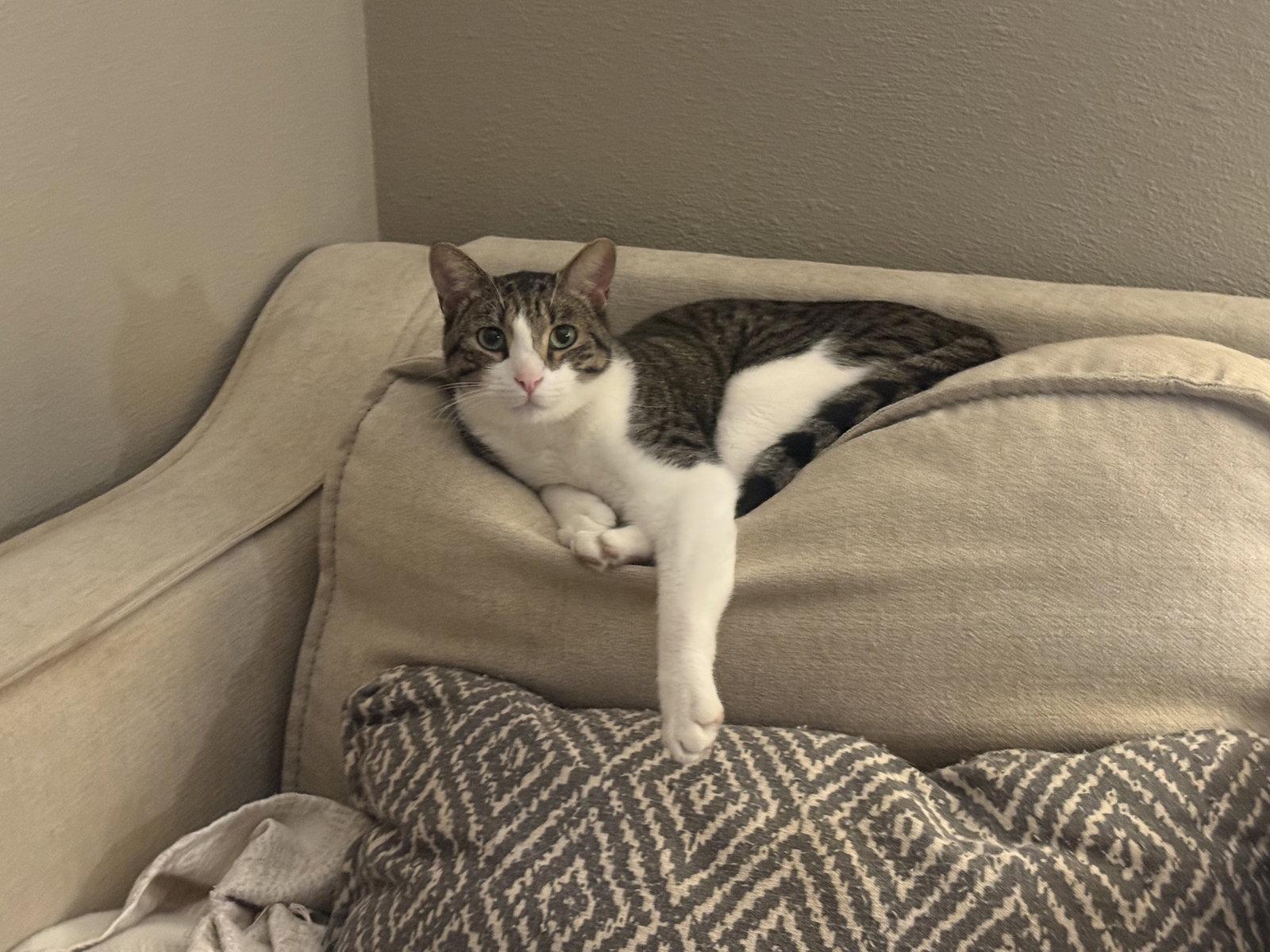 Jesse, Adoptable, Adult Male Tabby.
