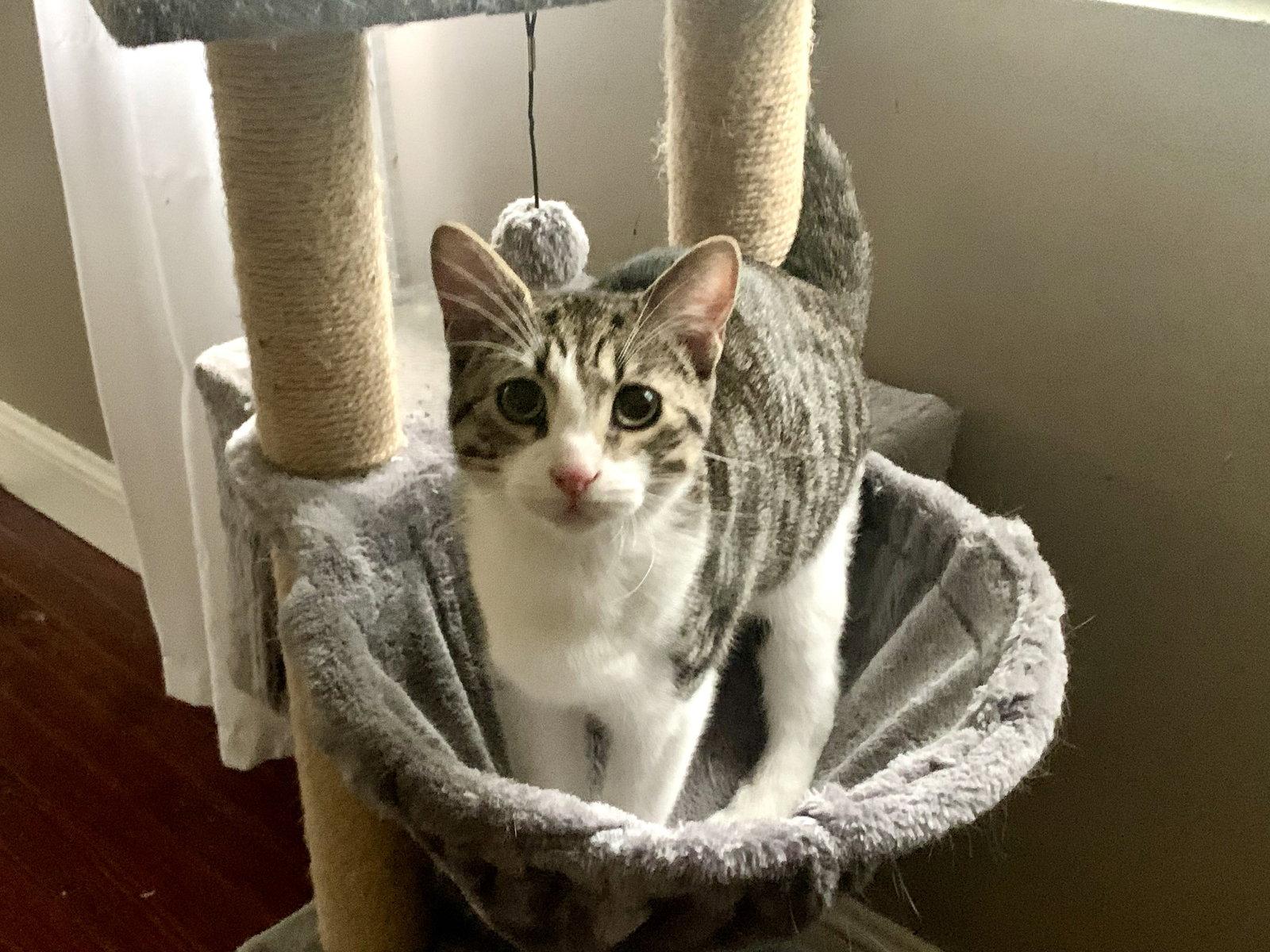 Enlarge Jesse, a Adoptable Tabby in Fenton, MO image 3/3