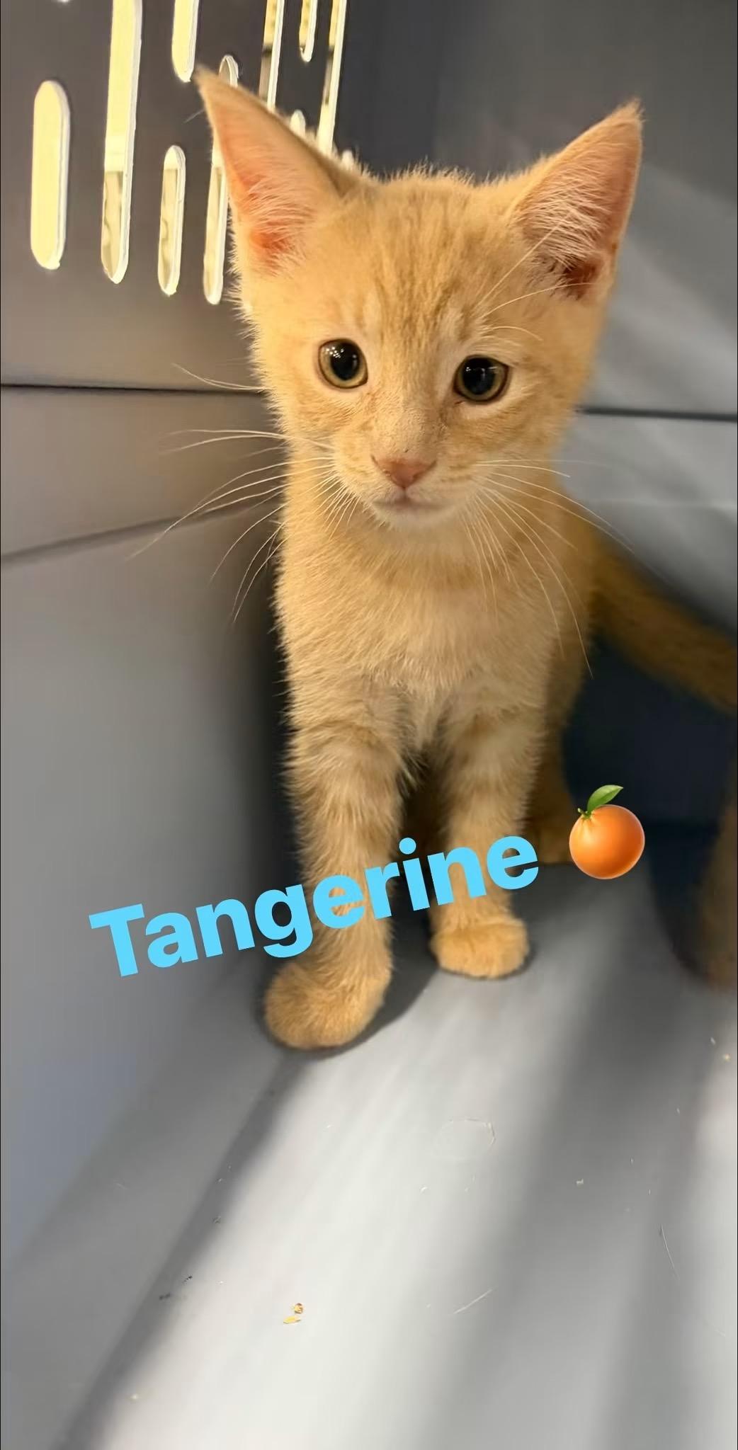 Tangerine photo