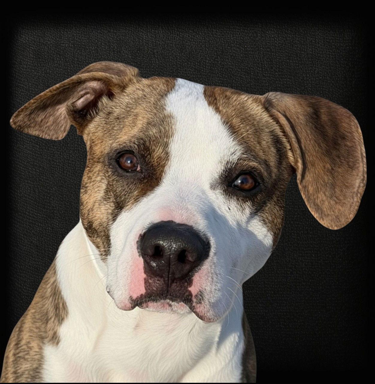 Enlarge Rocky Road, a Adoptable Pit Bull Terrier in Berwick, PA image 2/2