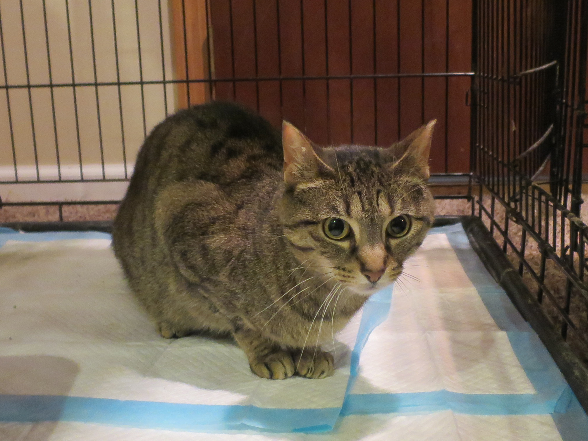 Stinky, a Adoptable mixed breed in Grayslake, IL image 1/8