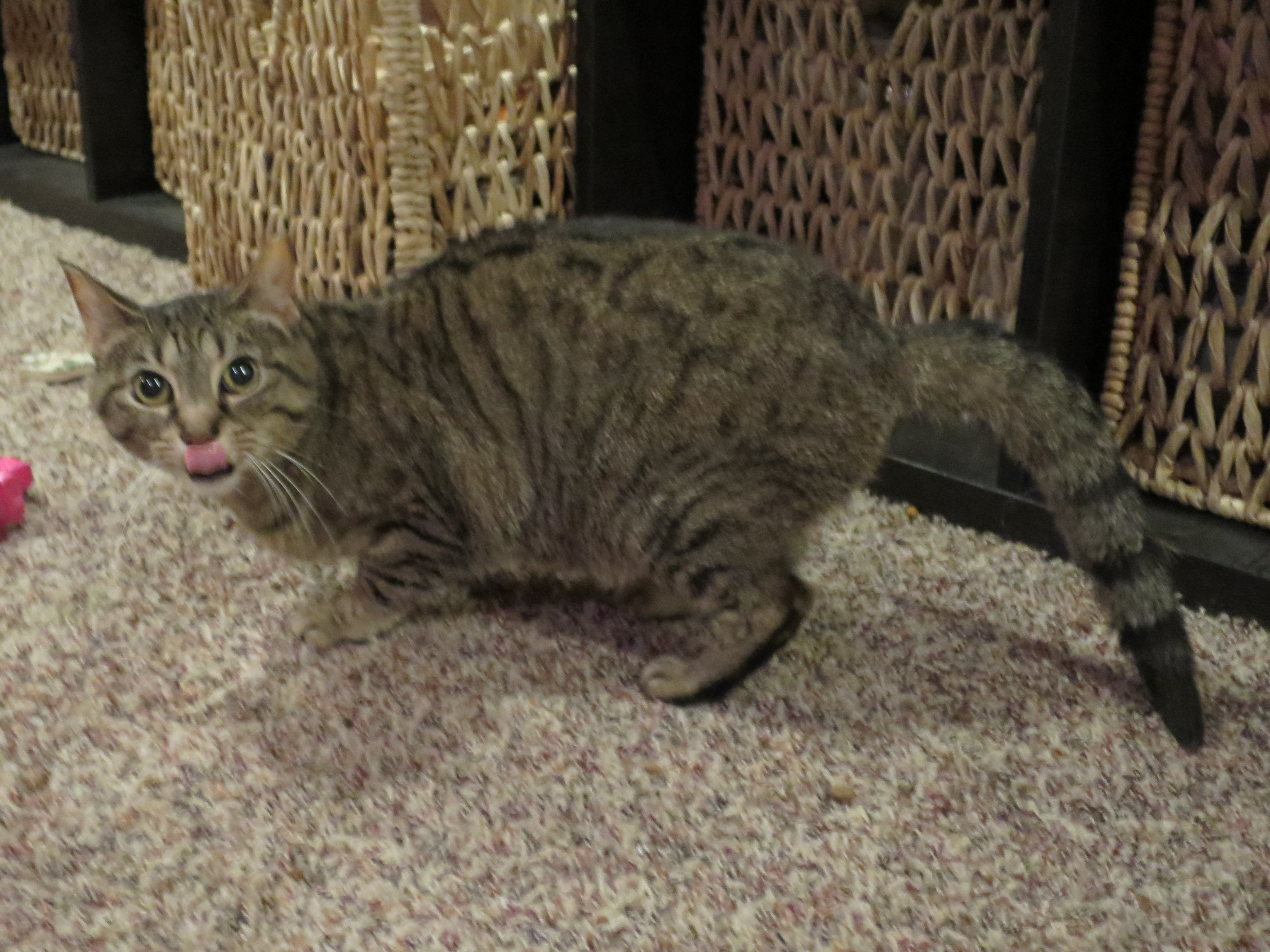 Stinky, a Adoptable mixed breed in Grayslake, IL image 3/8