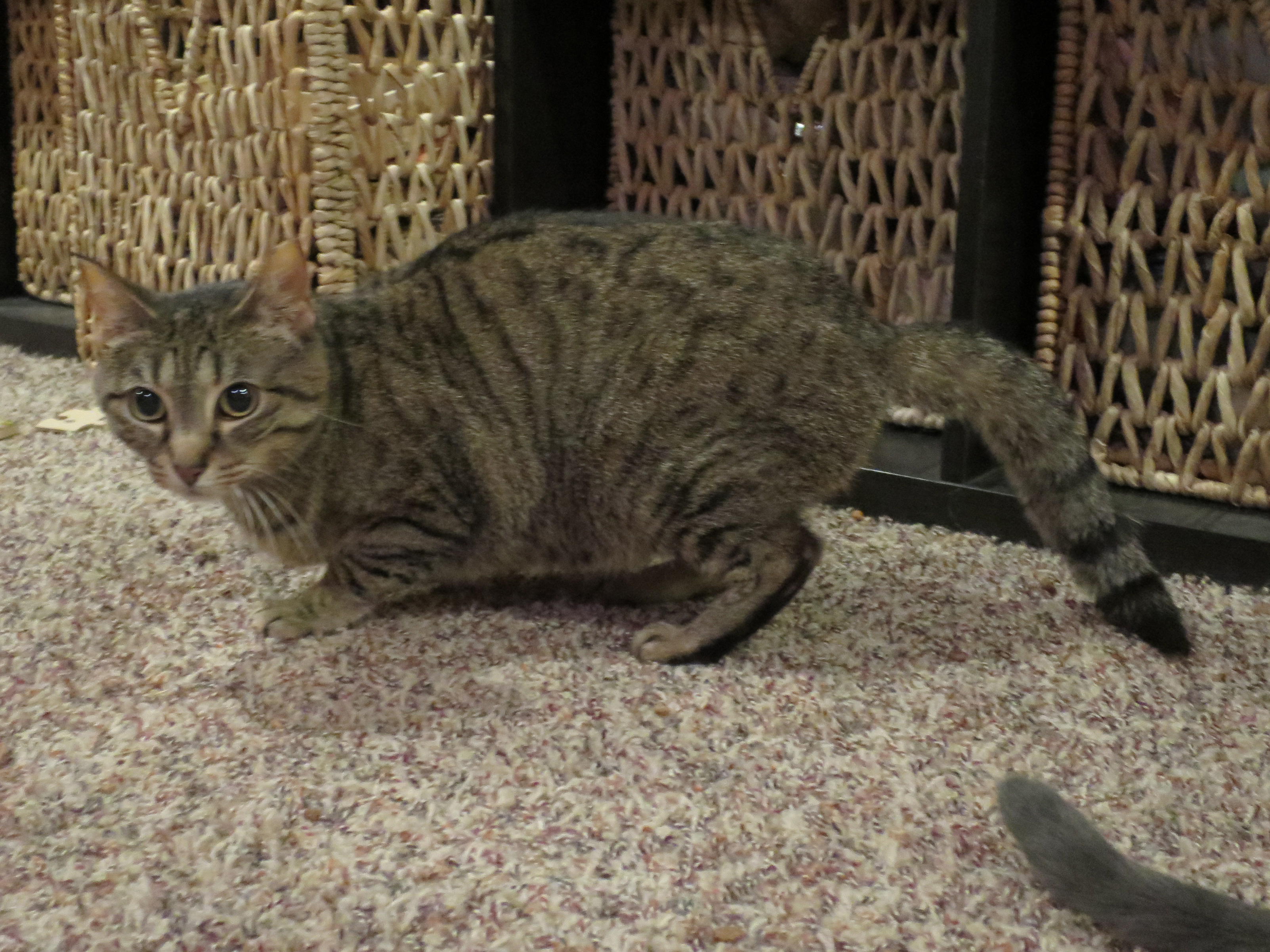 Stinky, a Adoptable mixed breed in Grayslake, IL image 4/8