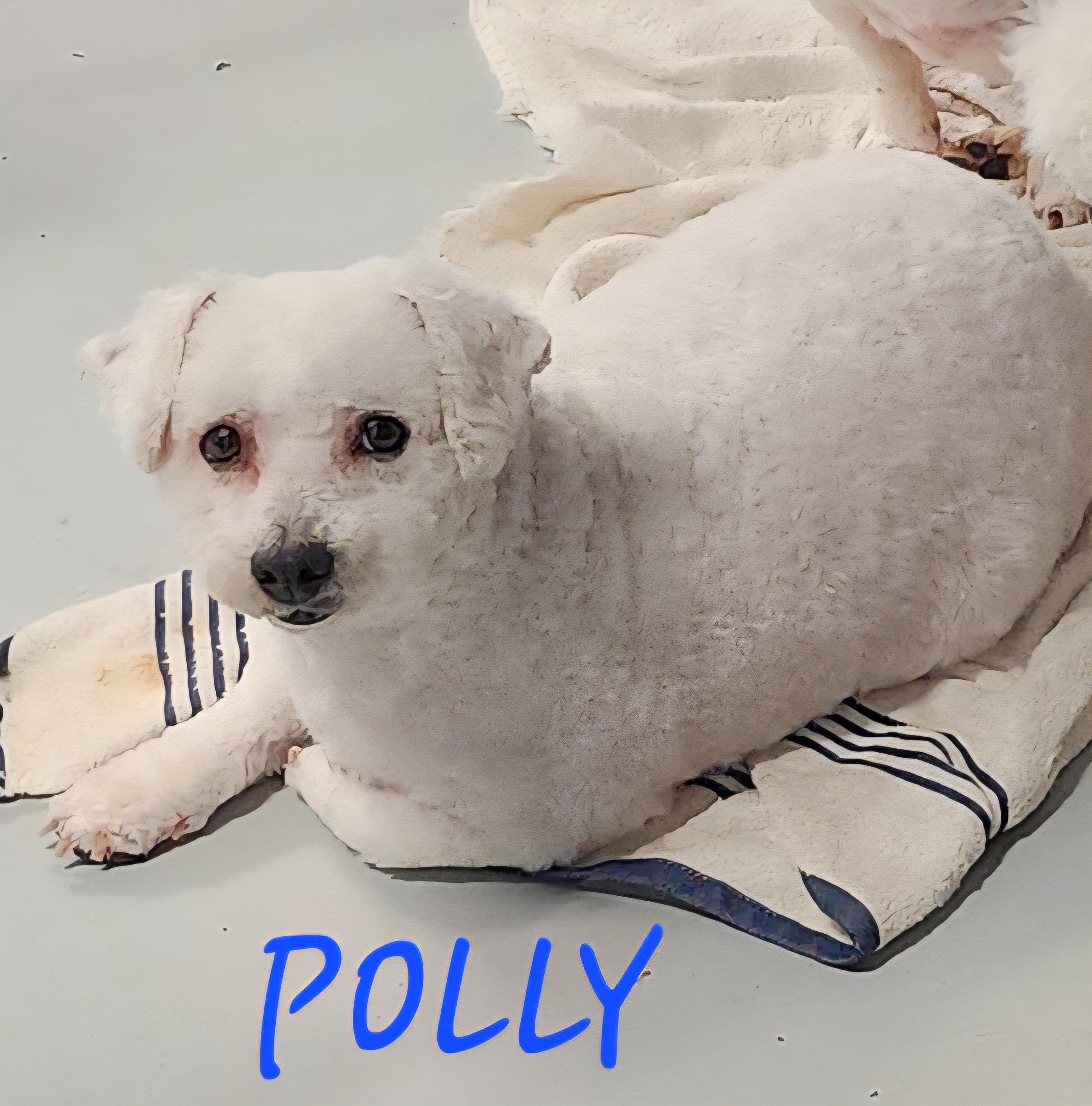 Polly