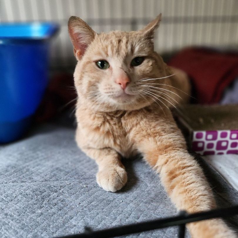 Enlarge Rider, a Adoptable Domestic Short Hair in Stockton, CA image 1/5