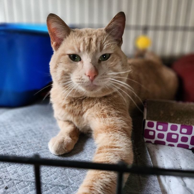 Enlarge Rider, a Adoptable Domestic Short Hair in Stockton, CA image 2/5