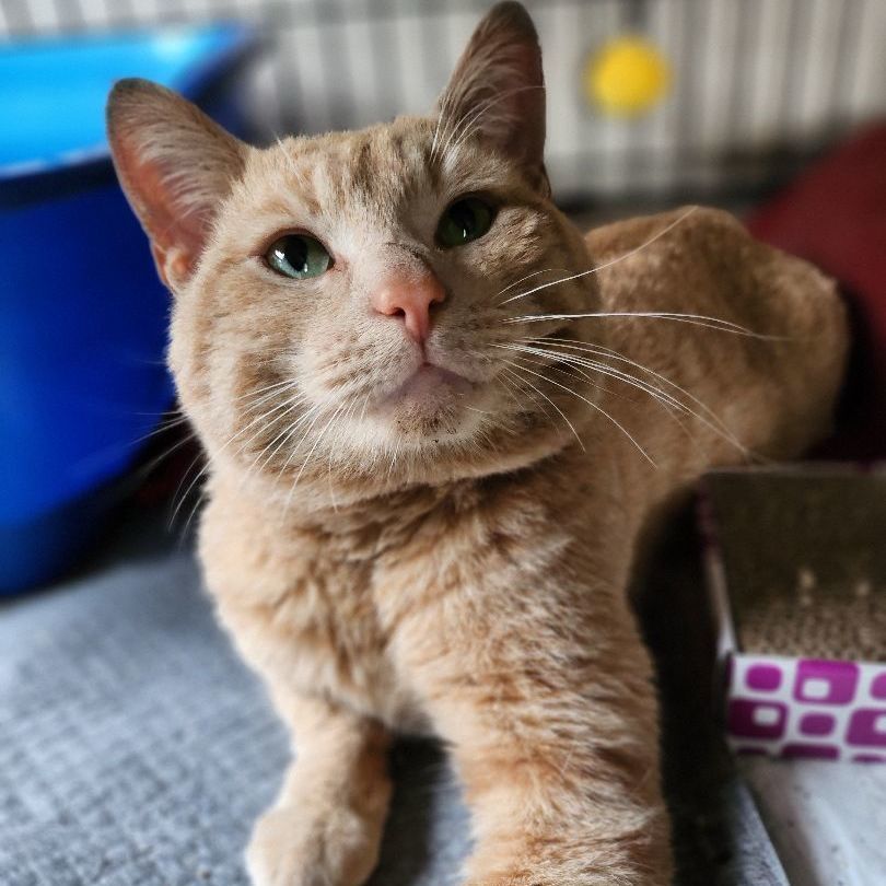 Enlarge Rider, a Adoptable Domestic Short Hair in Stockton, CA image 3/5