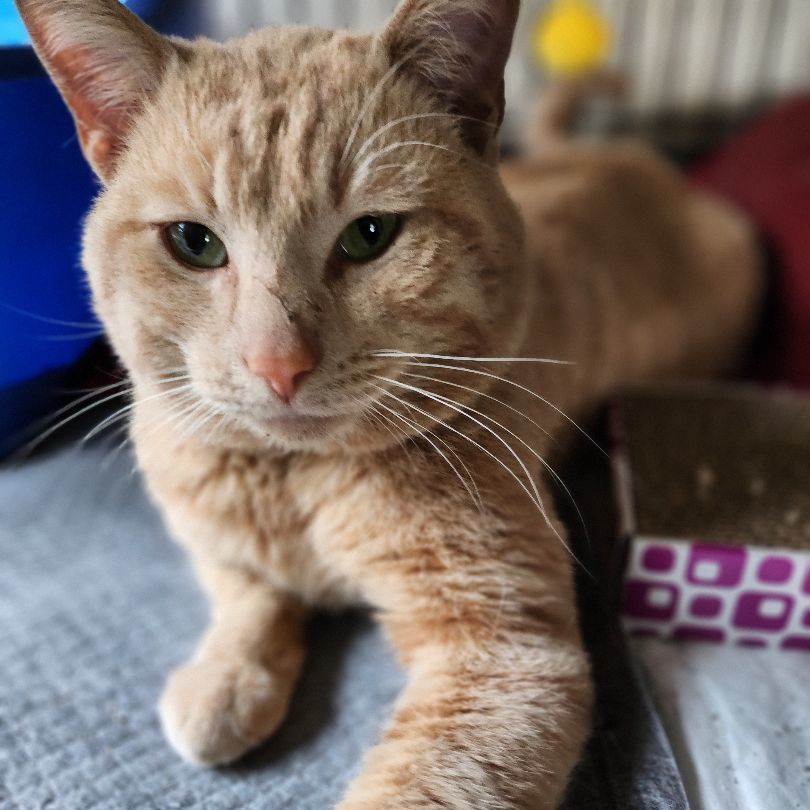 Enlarge Rider, a Adoptable Domestic Short Hair in Stockton, CA image 4/5