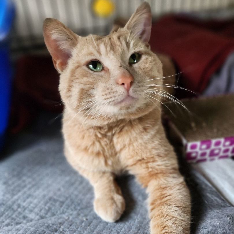 Enlarge Rider, a Adoptable Domestic Short Hair in Stockton, CA image 5/5