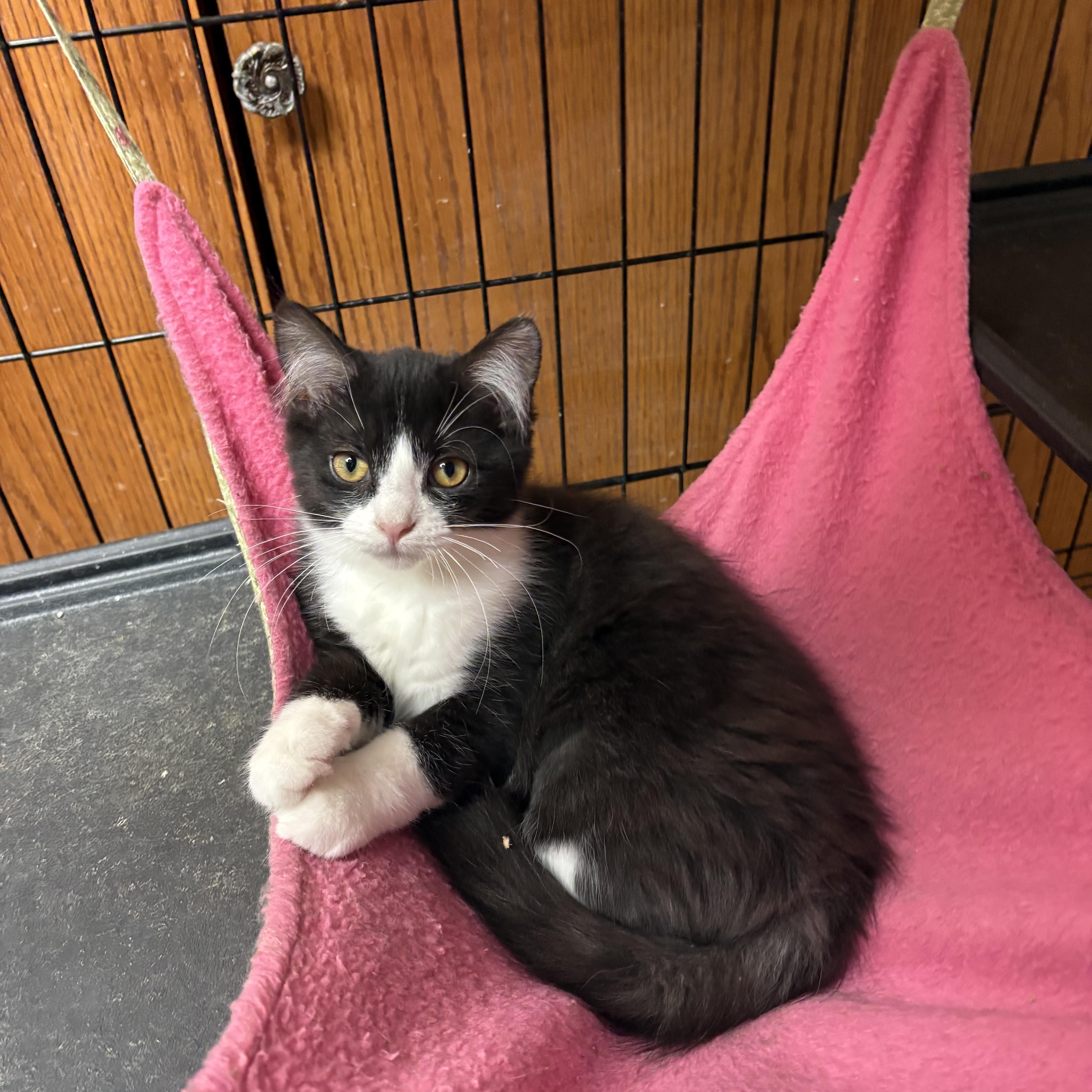Daisy, ADOPTABLE, Kitten Female Domestic Short Hair.