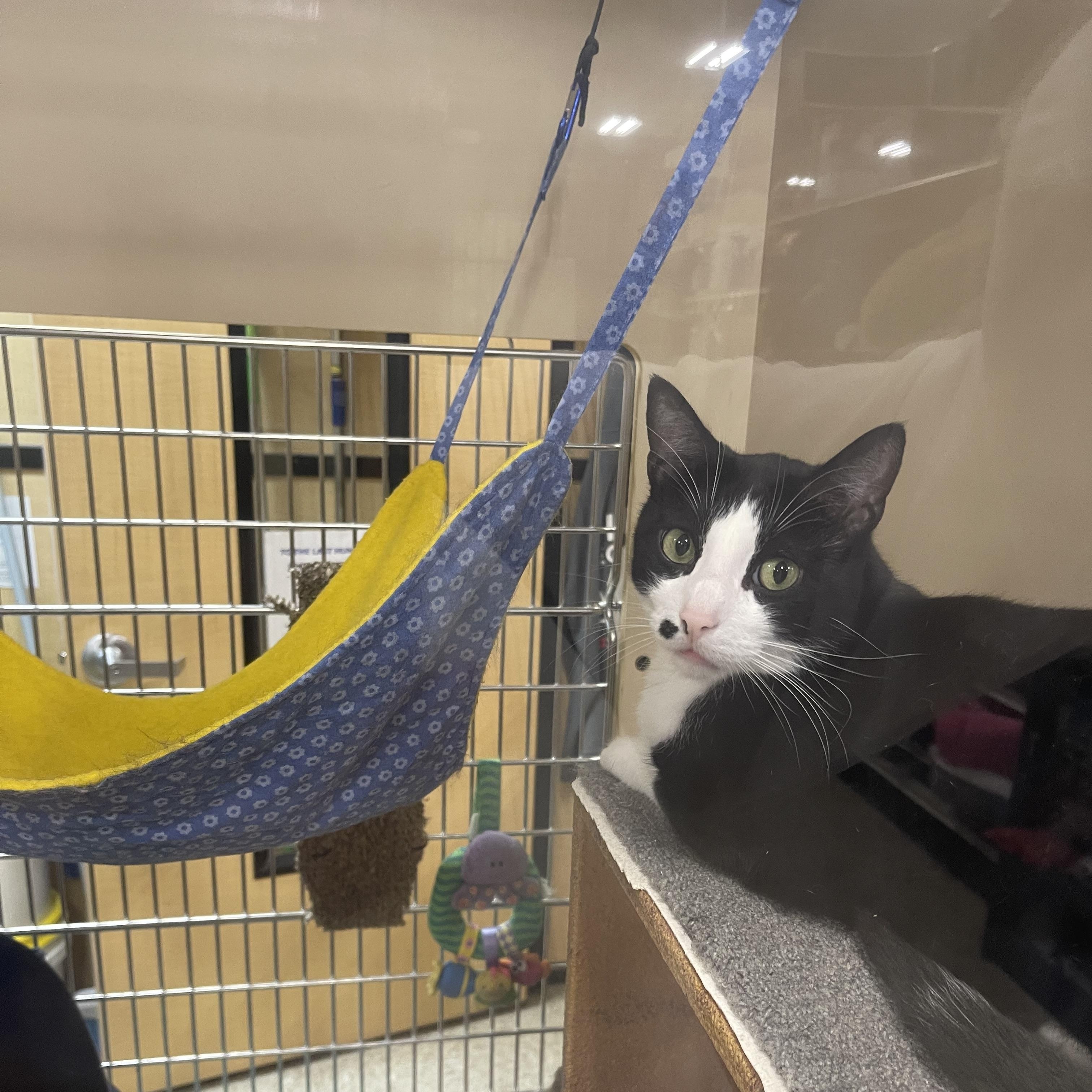 Daisy, a ADOPTABLE Domestic Short Hair in Highland, IN image 2/3