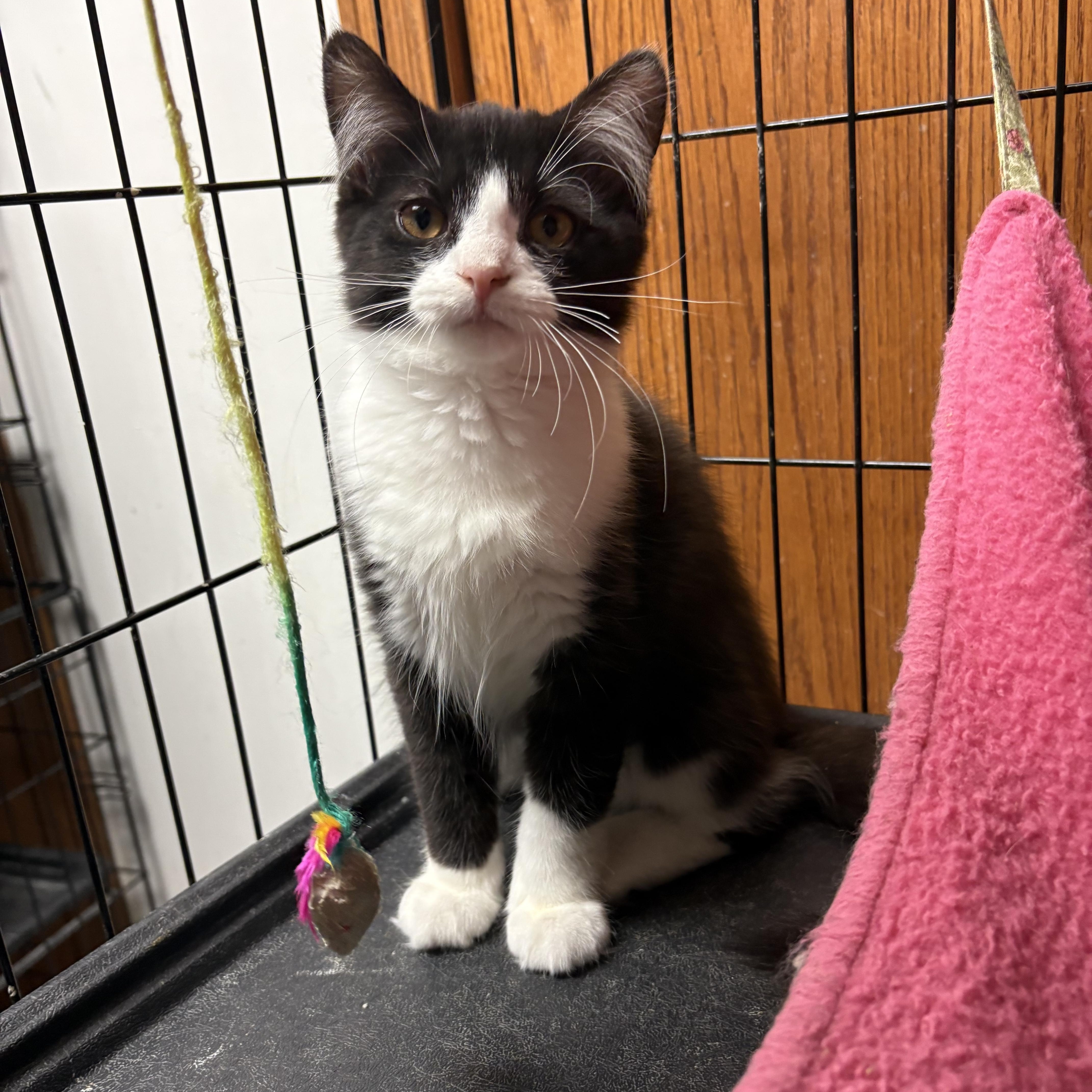 Daisy, a ADOPTABLE Domestic Short Hair in Highland, IN image 3/3