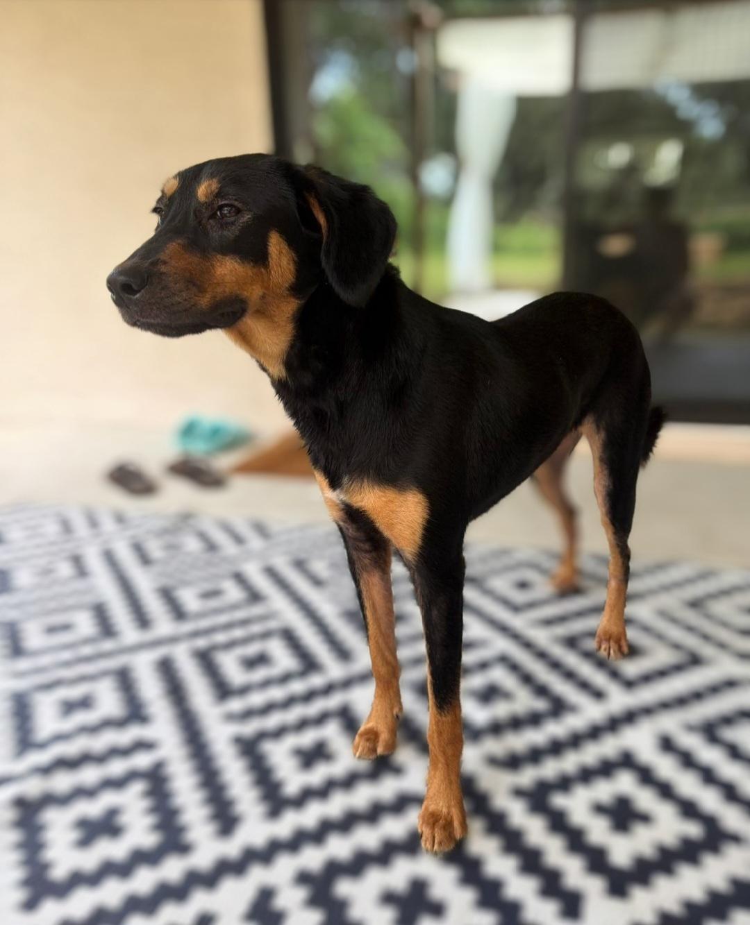 R- Maisie Jane, a ADOPTABLE mixed breed in Oviedo, FL image 2/2