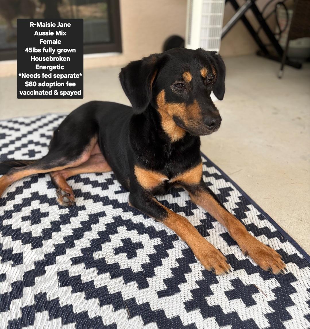 R- Maisie Jane, ADOPTABLE, Young Female Australian Shepherd.