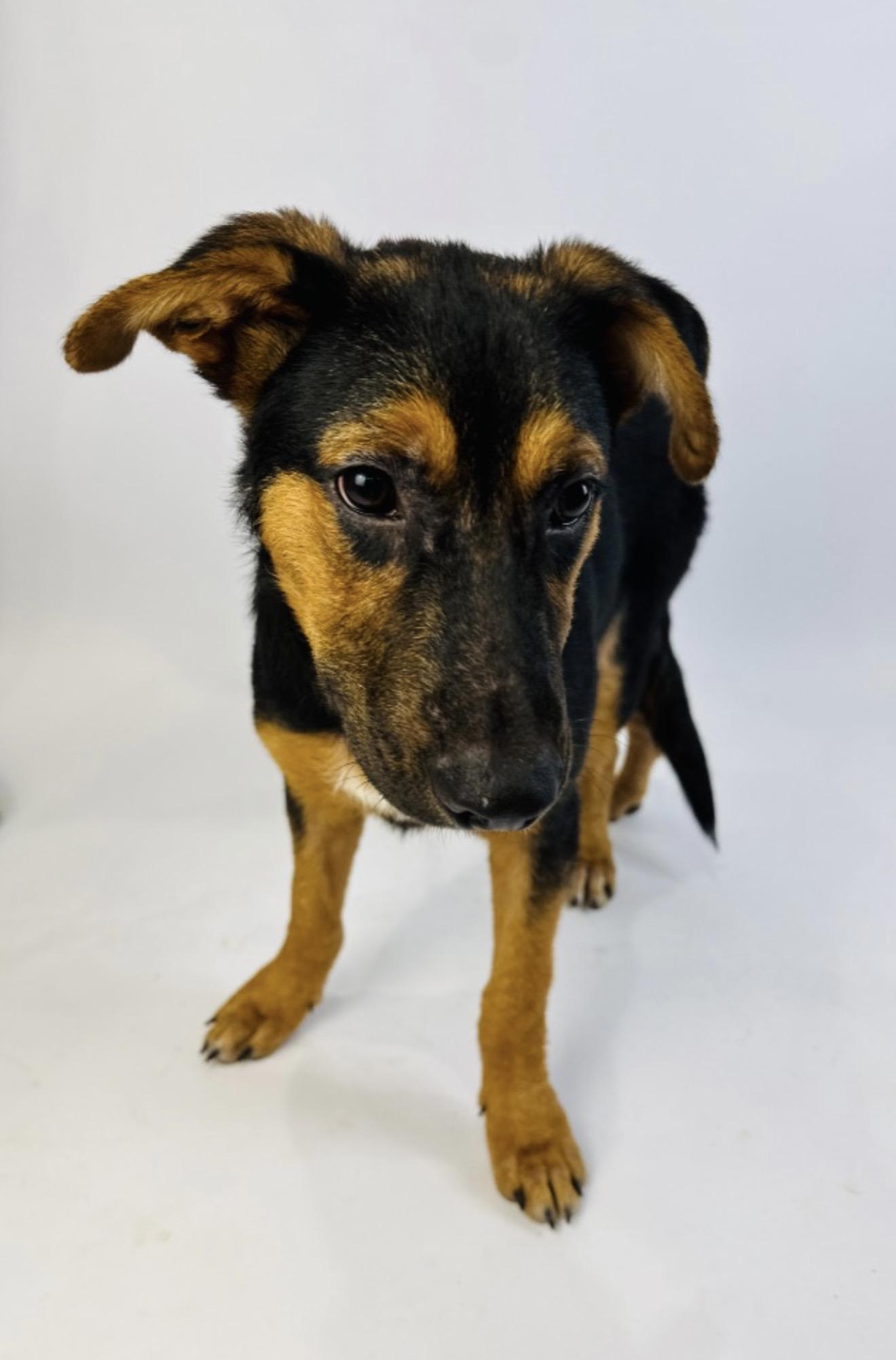 Enlarge Aaron Burr, a Adoptable mixed breed in Alvin, TX image 3/4