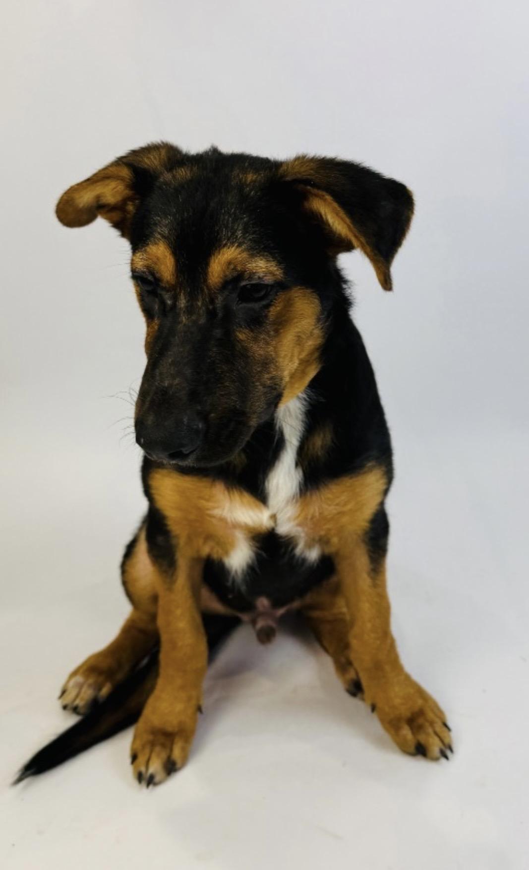 Enlarge Aaron Burr, a Adoptable mixed breed in Alvin, TX image 4/4