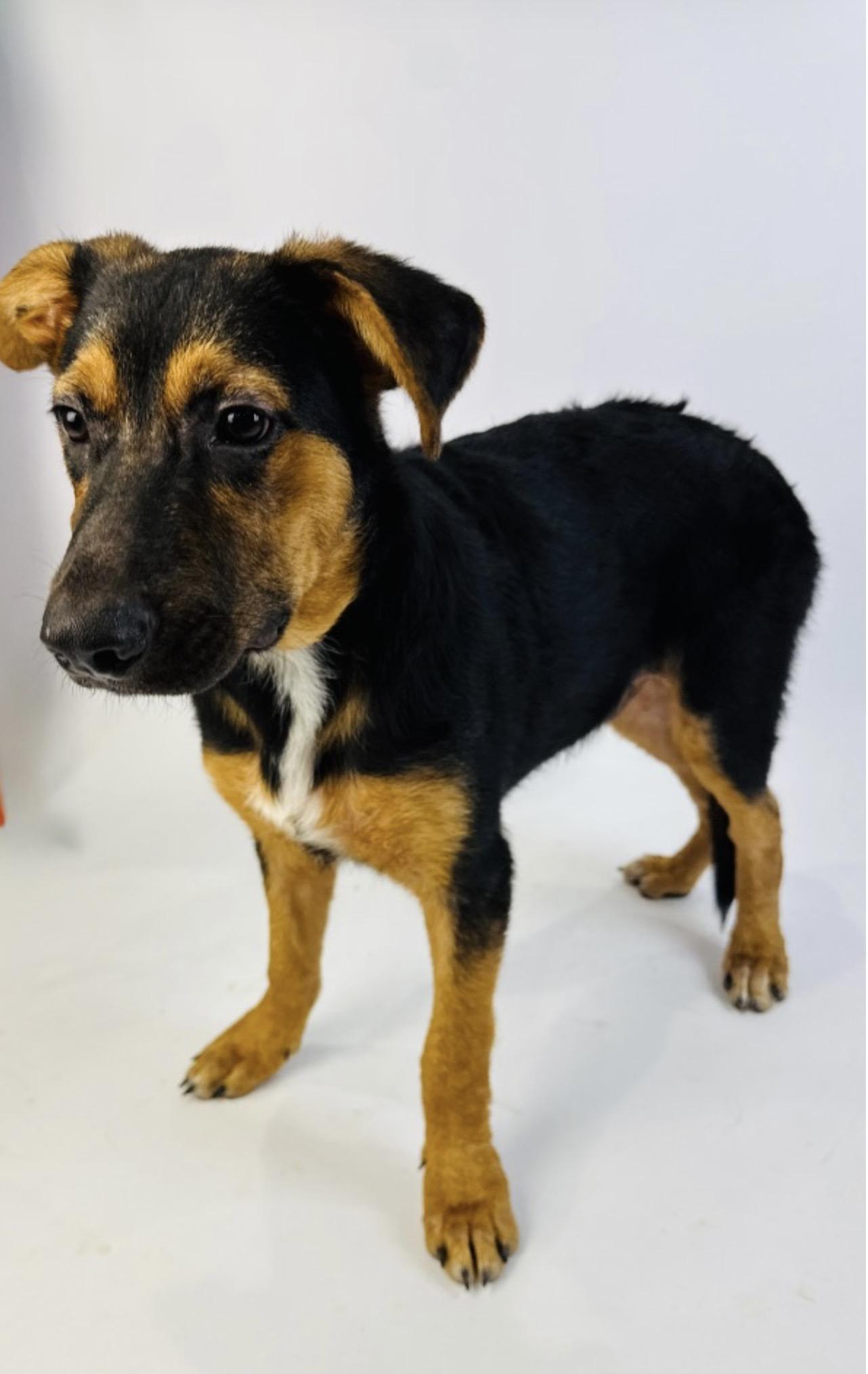 Enlarge Aaron Burr, a Adoptable mixed breed in Alvin, TX image 2/4