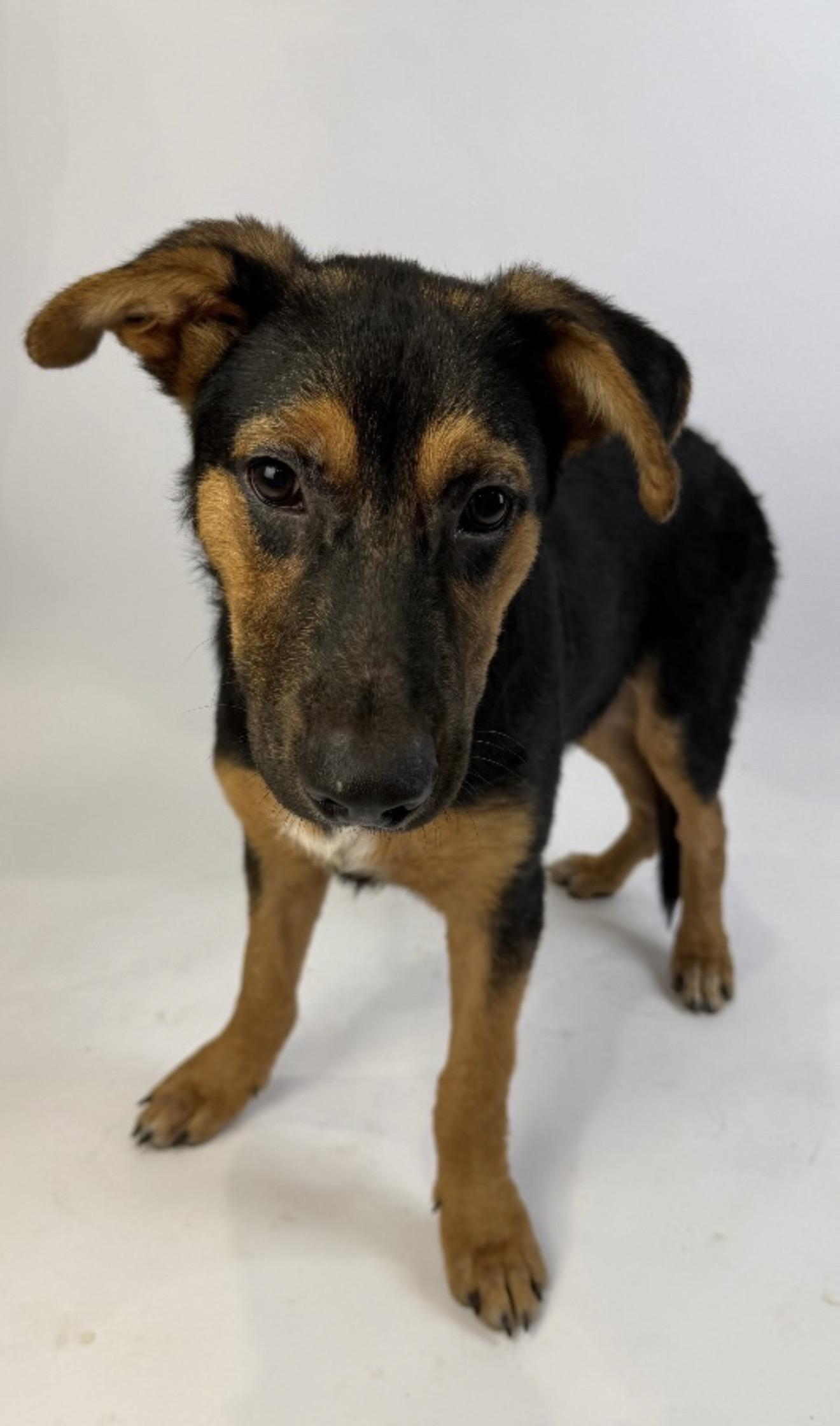Enlarge Aaron Burr, a Adoptable mixed breed in Alvin, TX image 1/4