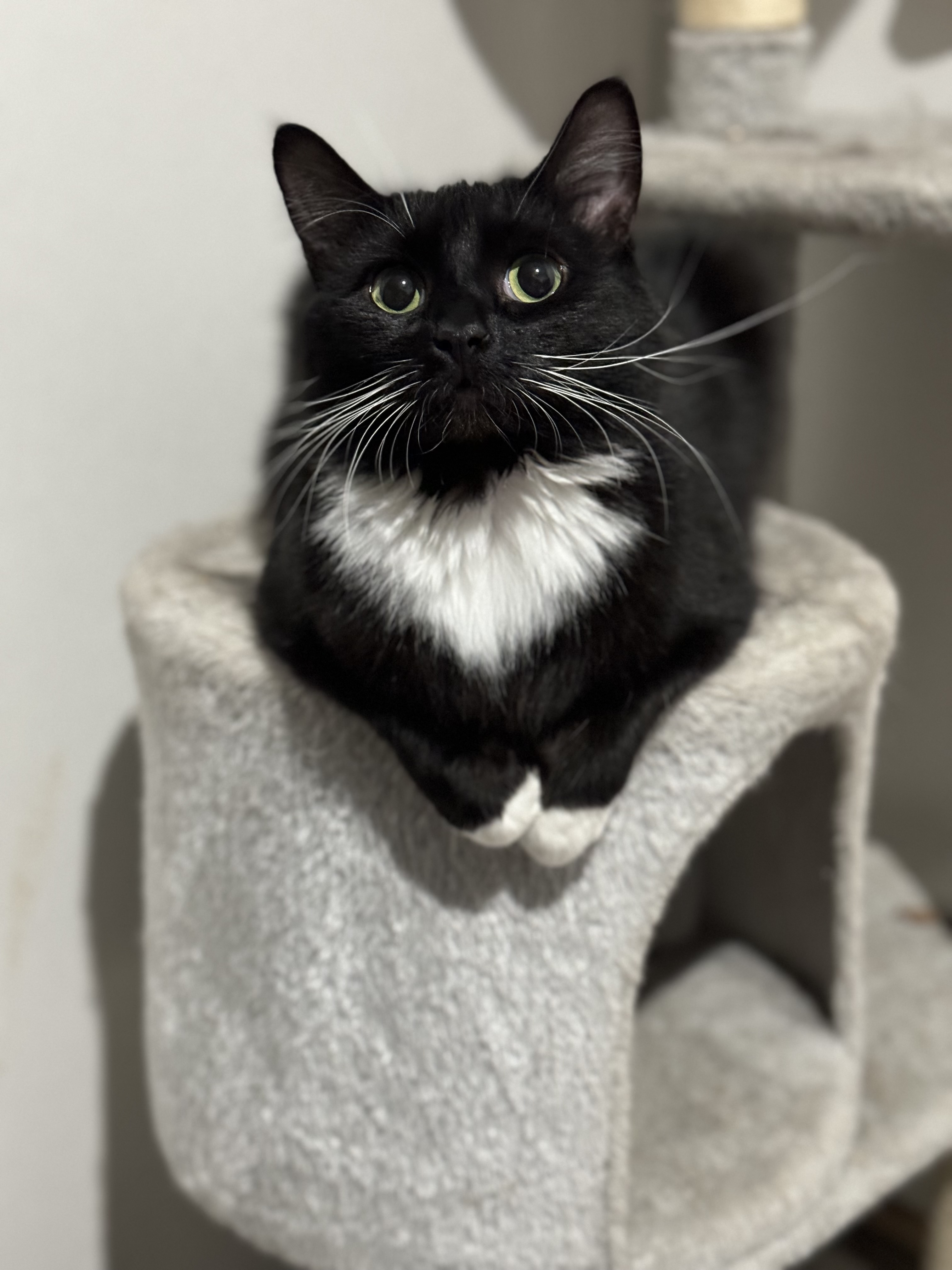 August, Adopted, Adult Female Domestic Long Hair.