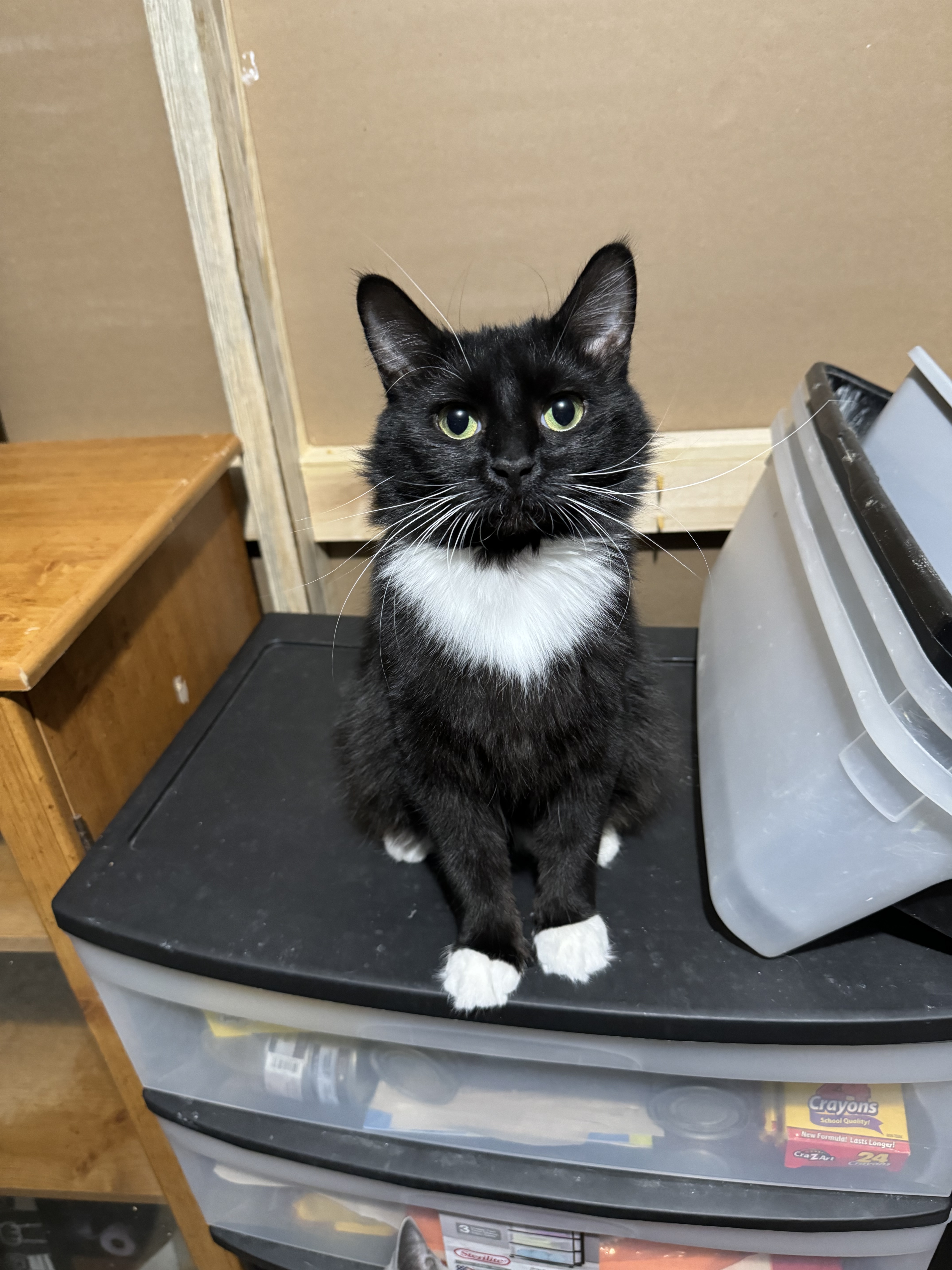 Enlarge August, a Adopted Domestic Long Hair in Chattanooga, TN image 2/4