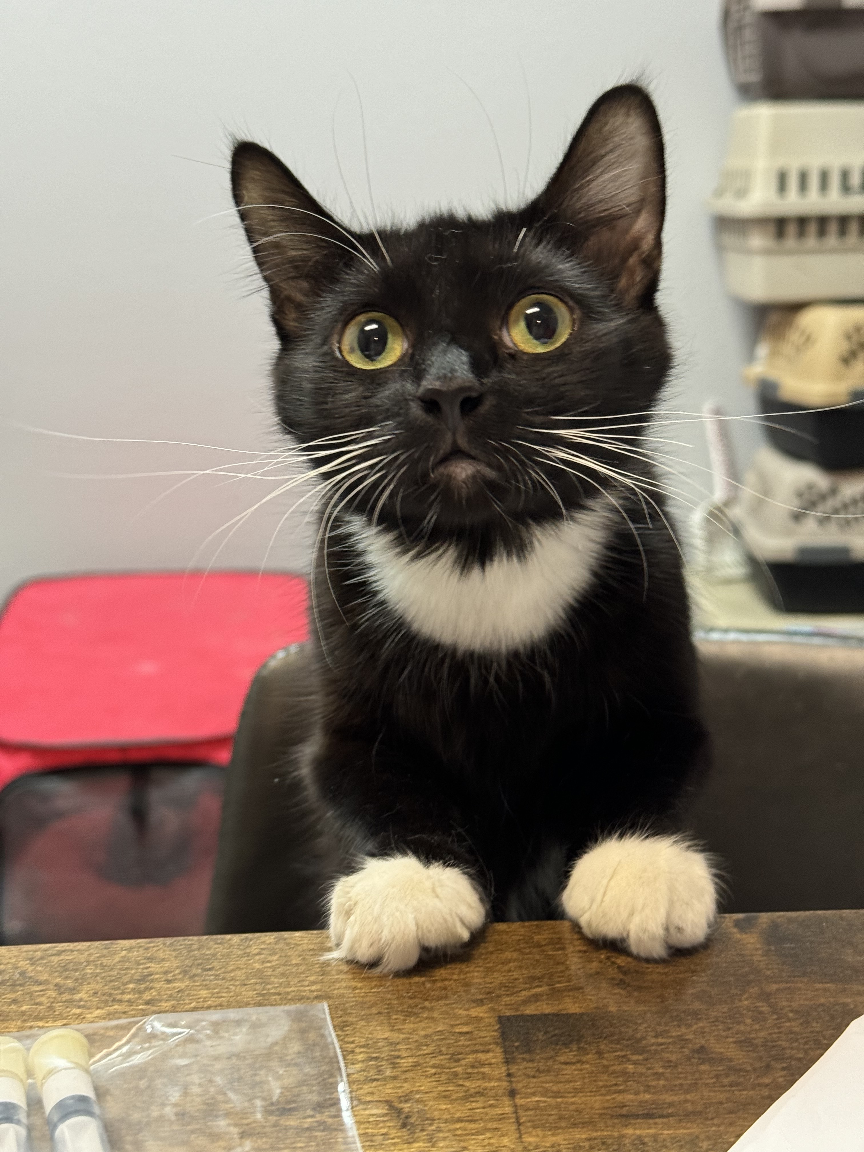 Enlarge August, a Adopted Domestic Long Hair in Chattanooga, TN image 3/4