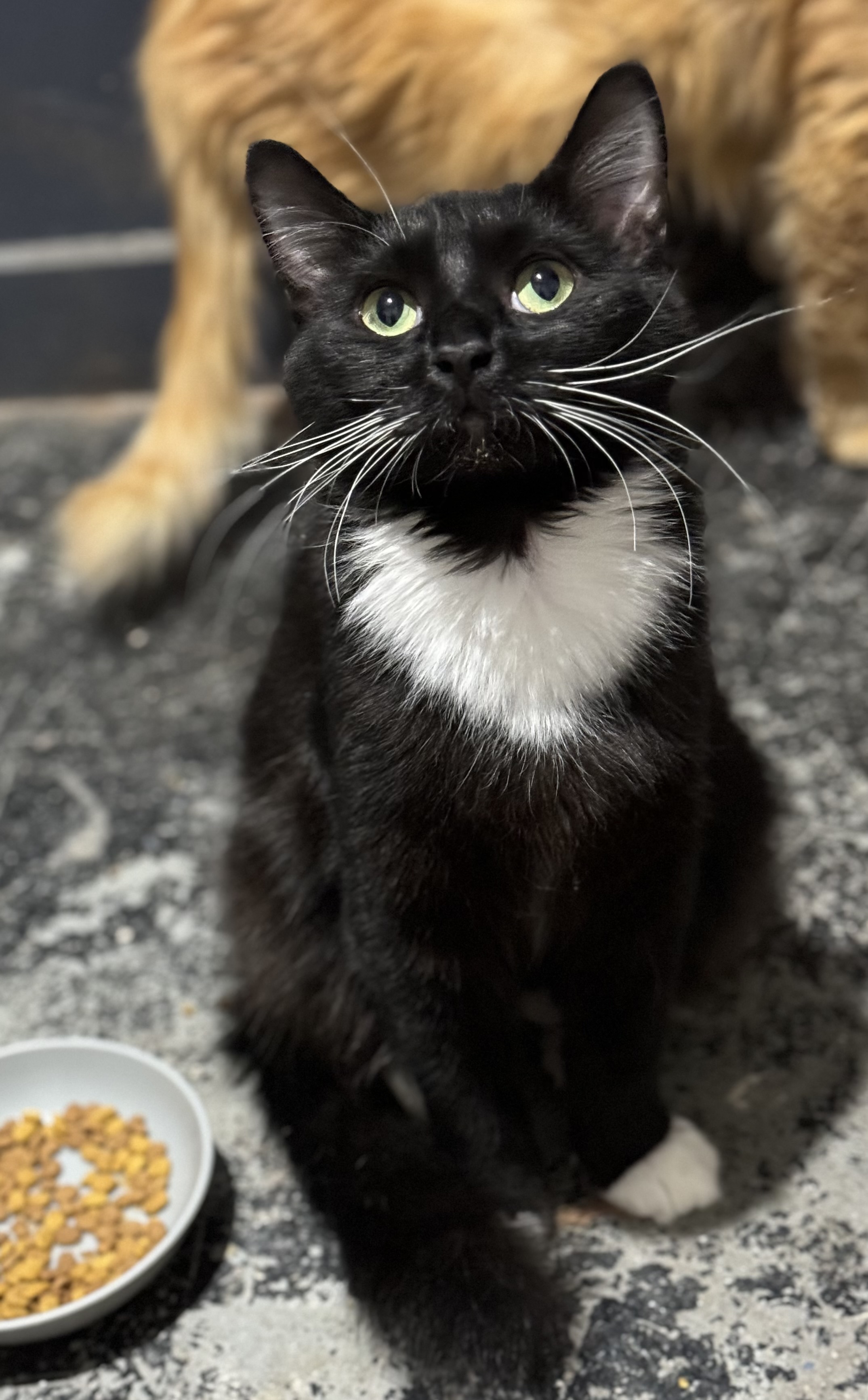 Enlarge August, a Adopted Domestic Long Hair in Chattanooga, TN image 4/4