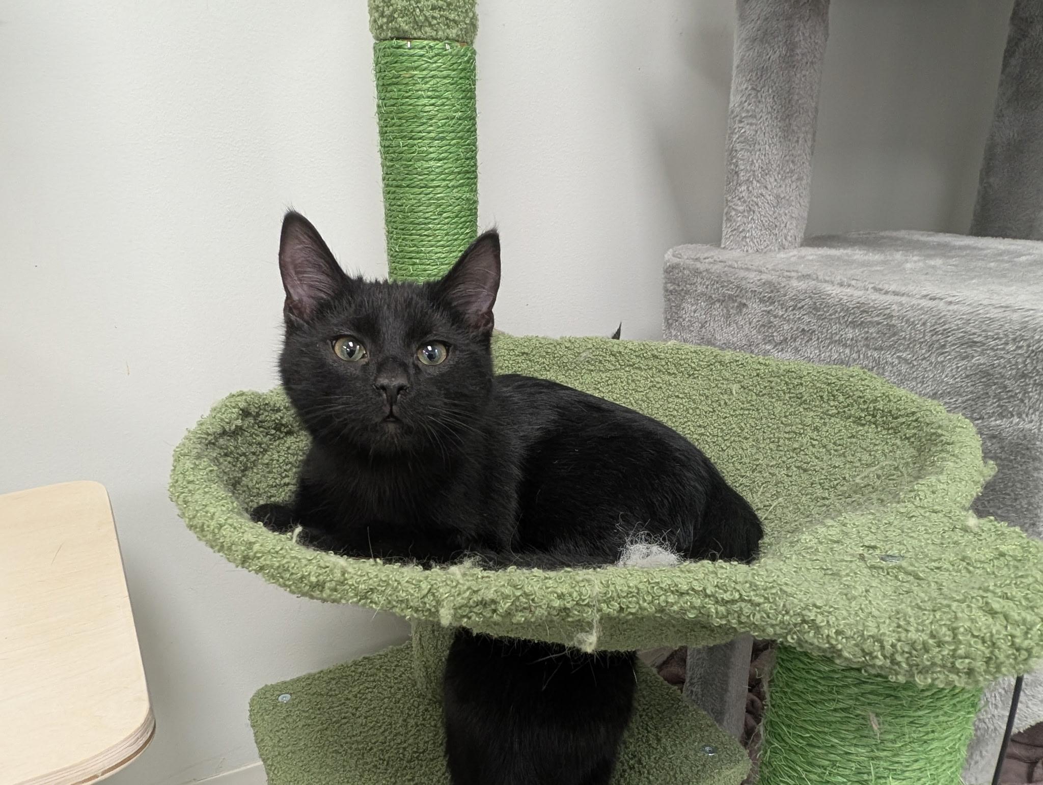 Enlarge Coffee, a ADOPTABLE Domestic Short Hair in Hudsonville, MI image 5/6