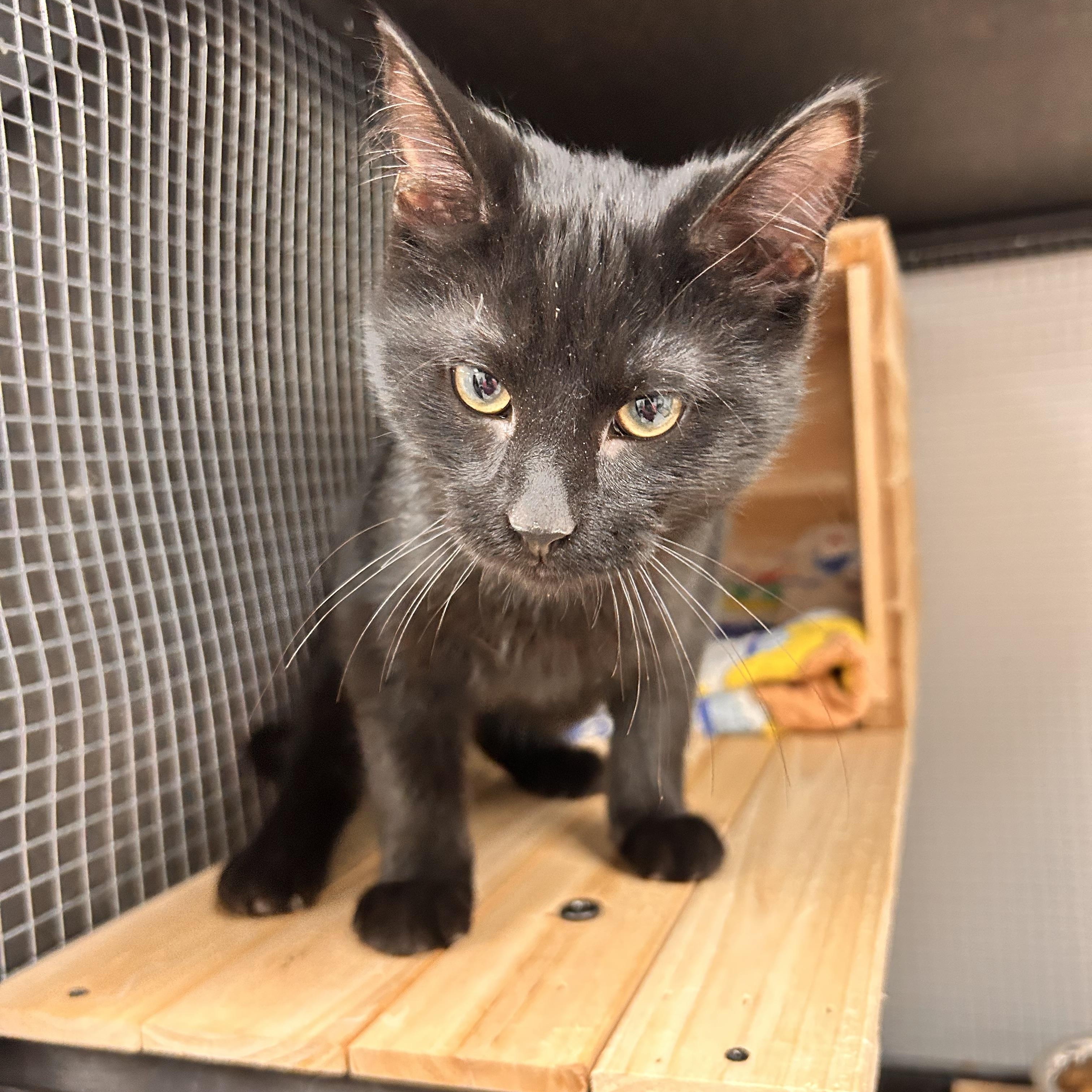 Enlarge Coffee, a ADOPTABLE Domestic Short Hair in Hudsonville, MI image 2/6