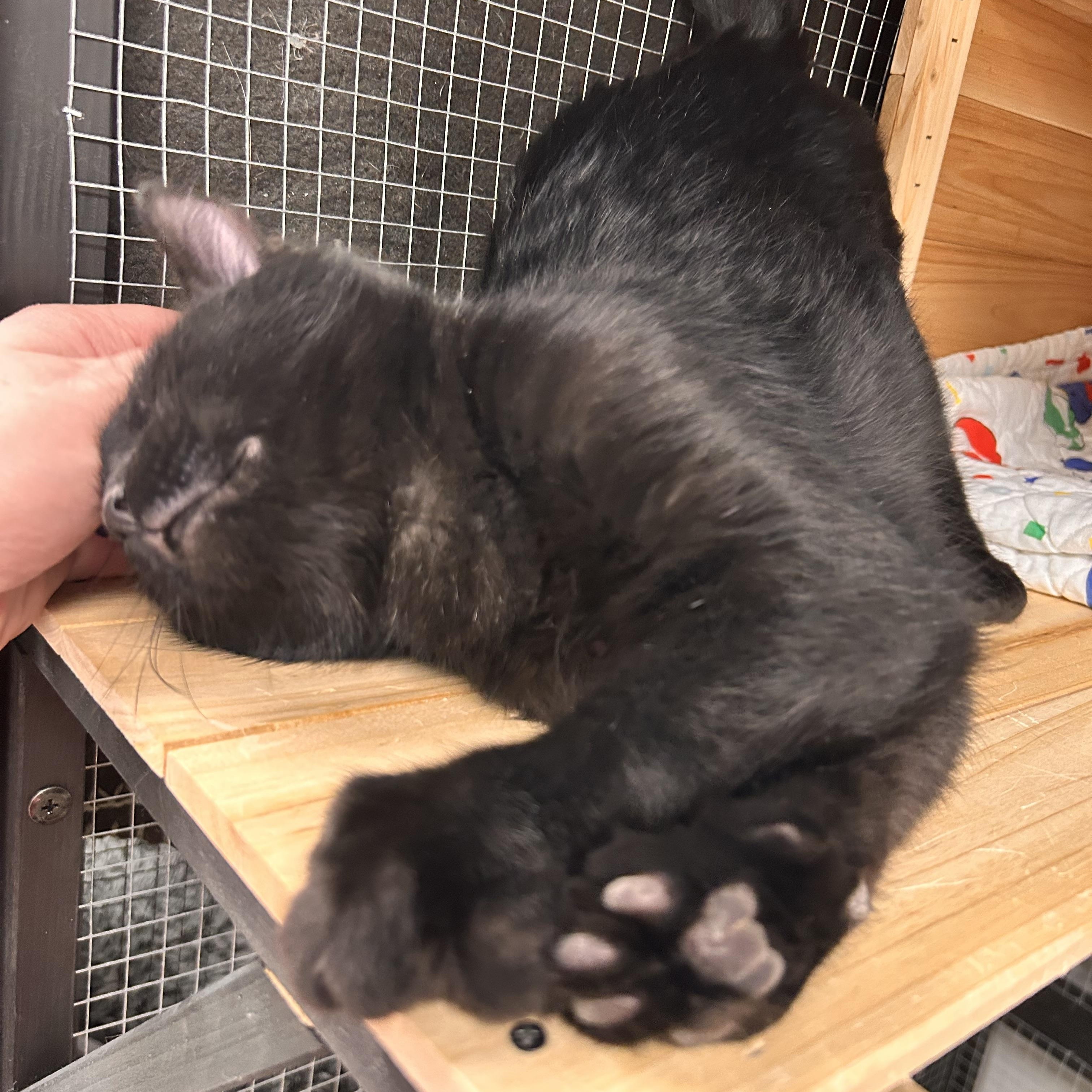 Enlarge Coffee, a ADOPTABLE Domestic Short Hair in Hudsonville, MI image 3/6