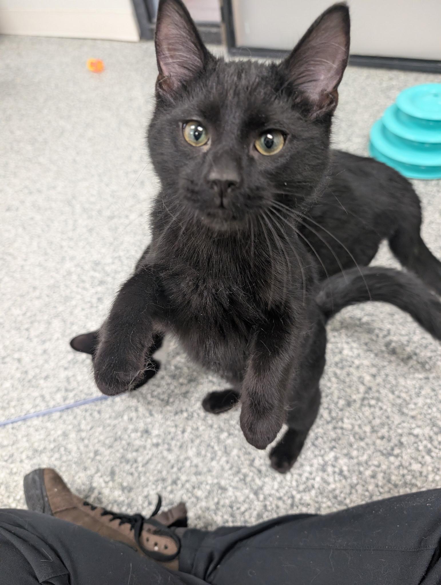 Enlarge Coffee, a ADOPTABLE Domestic Short Hair in Hudsonville, MI image 6/6