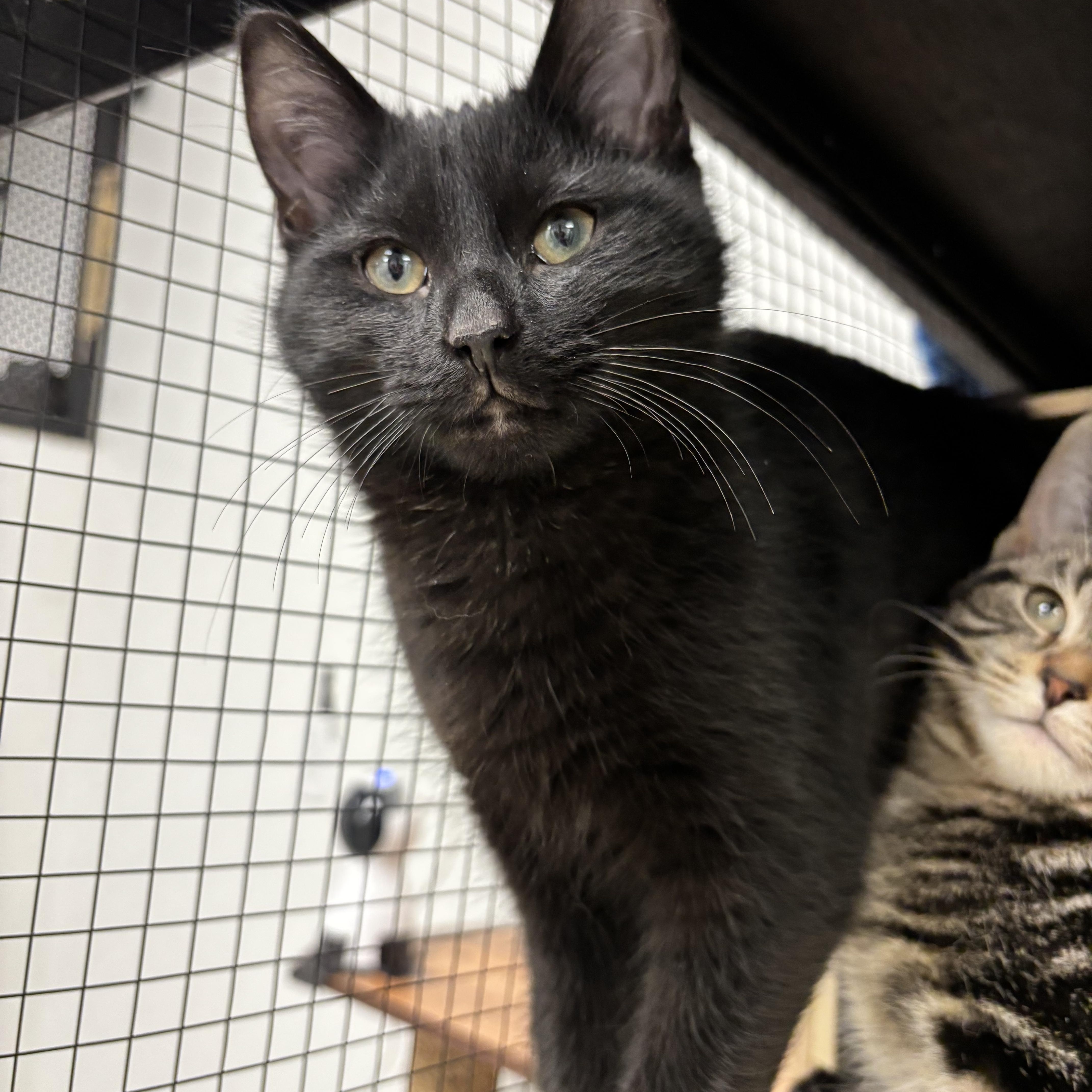 Enlarge Coffee, a ADOPTABLE Domestic Short Hair in Hudsonville, MI image 1/6