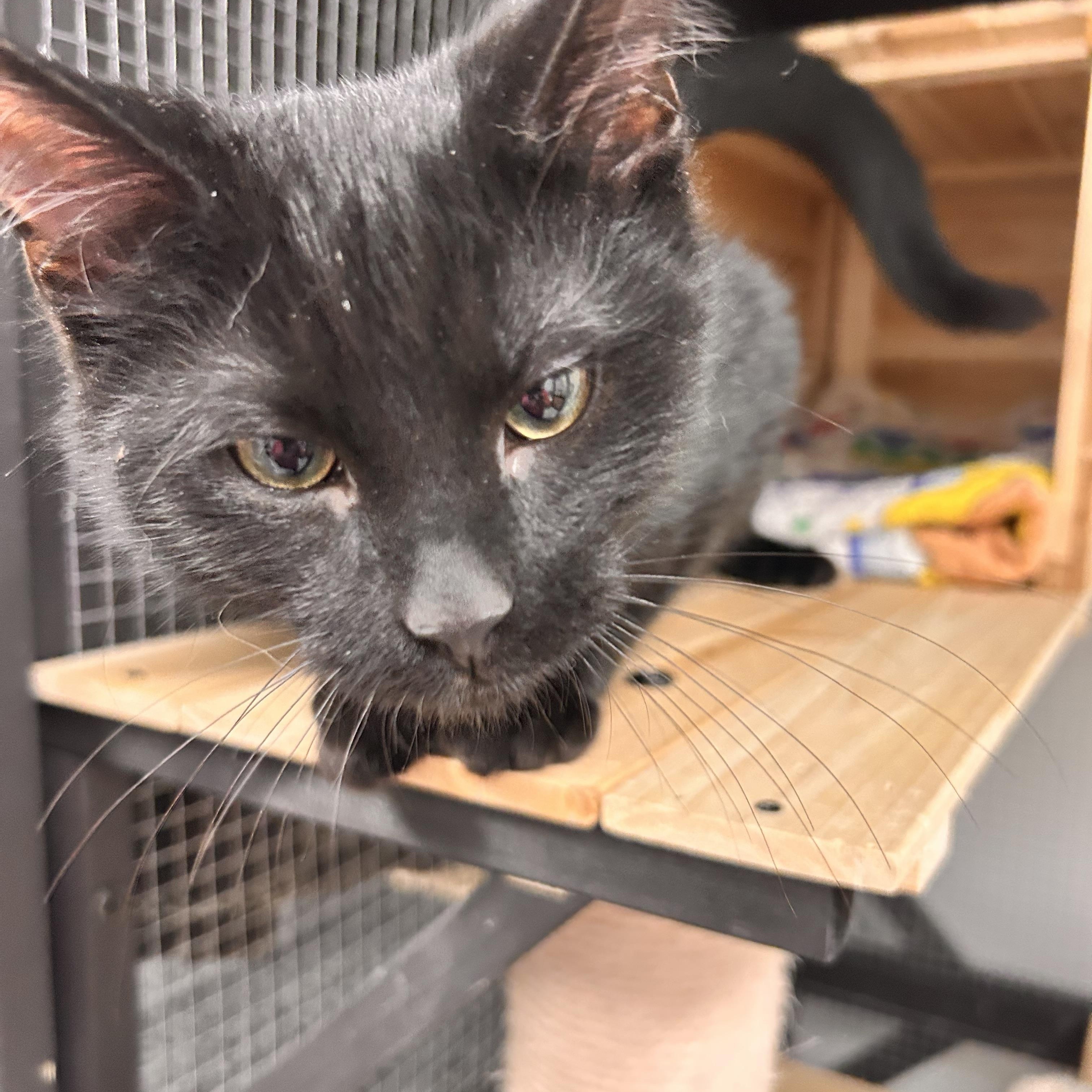 Enlarge Coffee, a ADOPTABLE Domestic Short Hair in Hudsonville, MI image 4/6