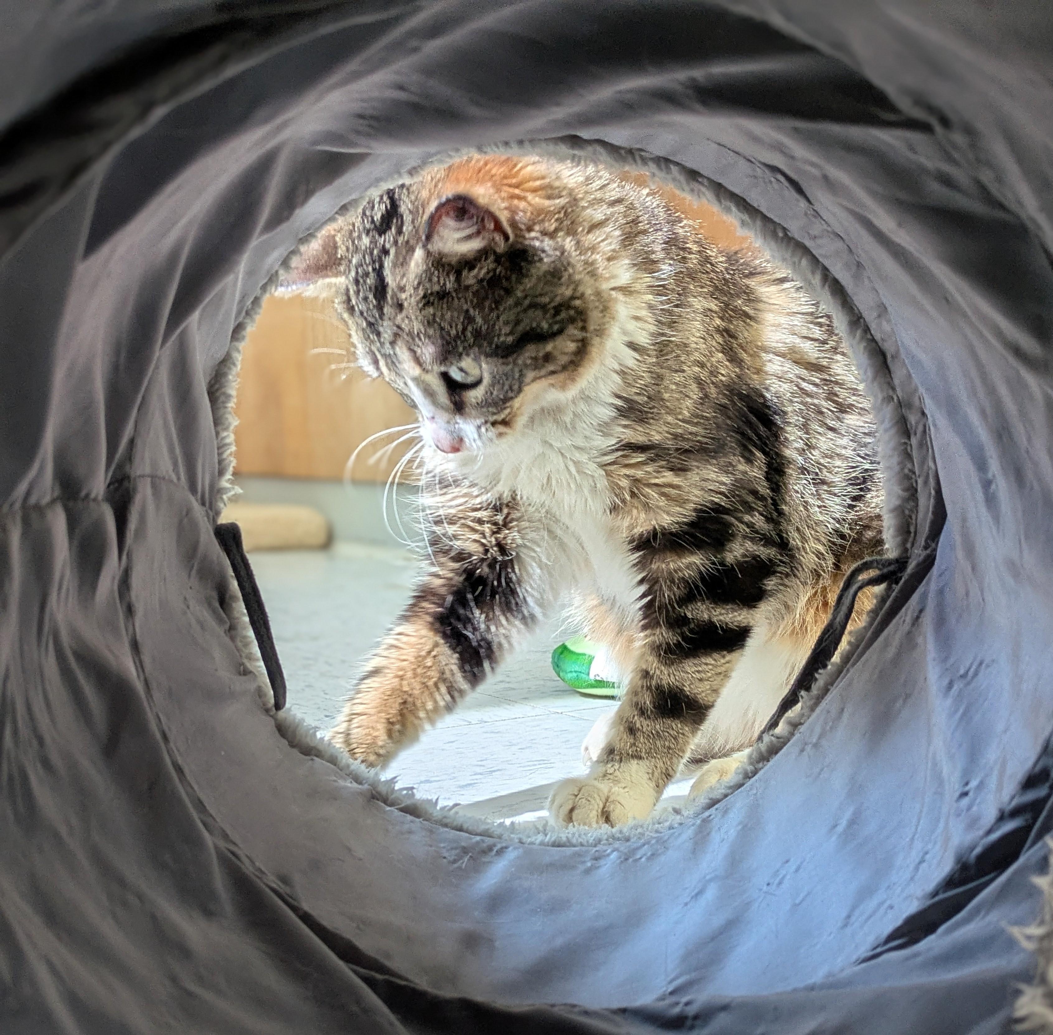 Xena, ADOPTABLE, Adult Female Domestic Short Hair.