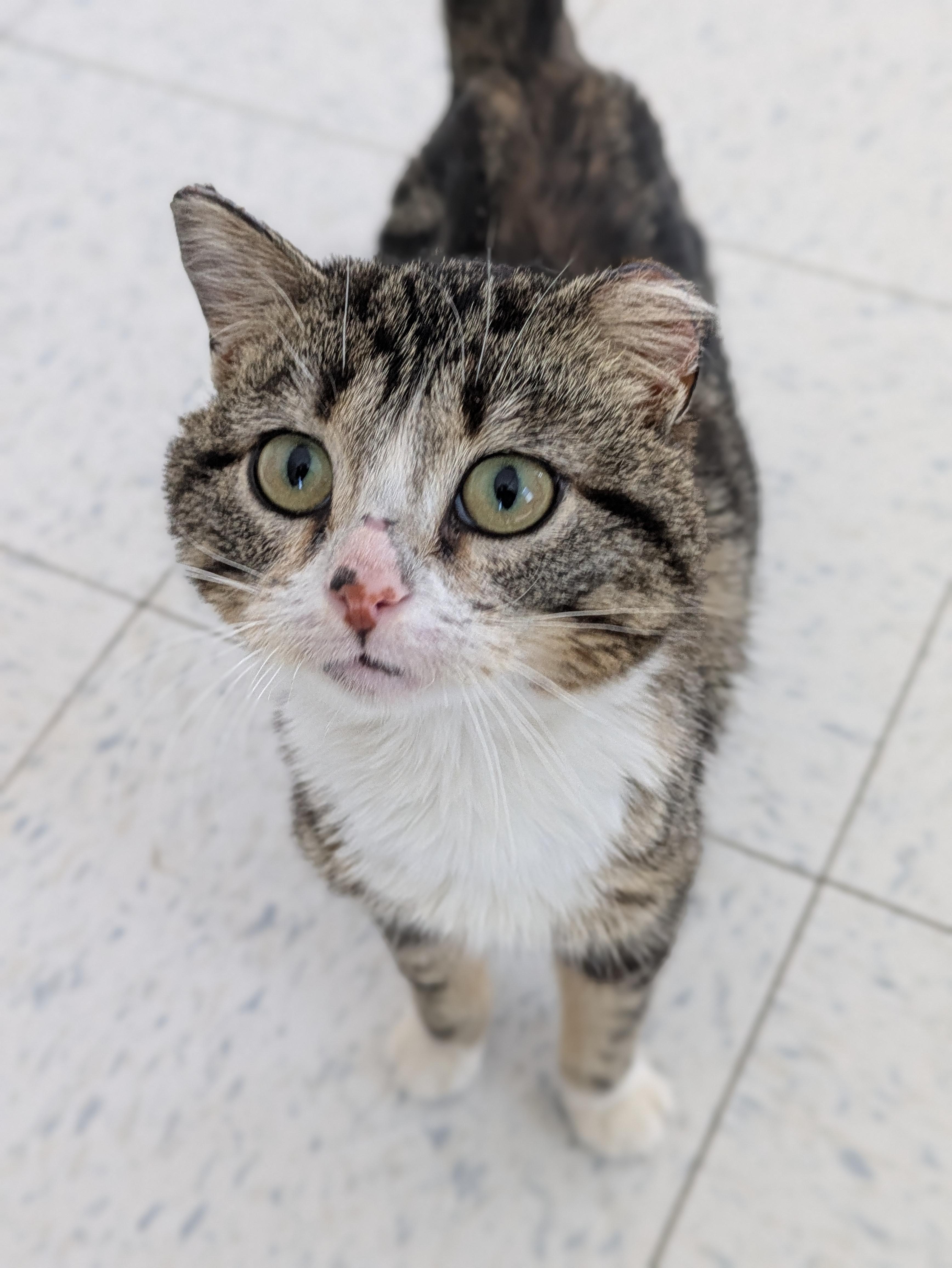 Enlarge Xena, a ADOPTABLE mixed breed in Bonnyville, AB image 2/2