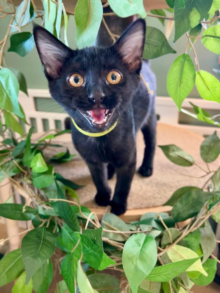 Flogg, Adoptable, Kitten Male Domestic Short Hair.