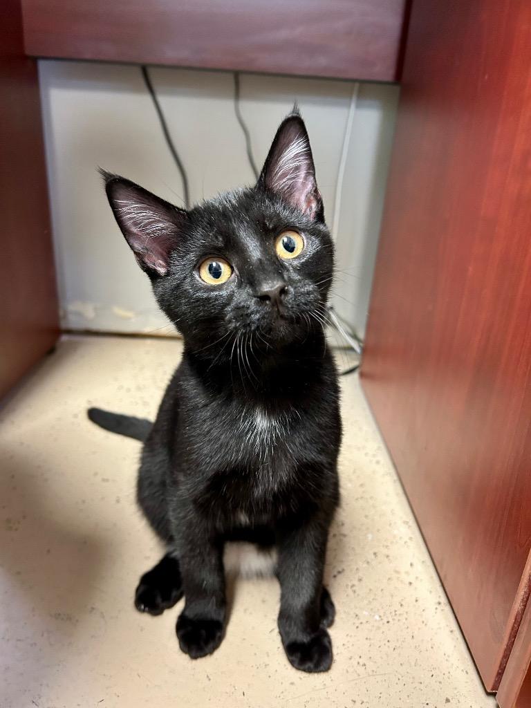 Enlarge Flogg, a Adoptable mixed breed in West Union, OH image 2/4