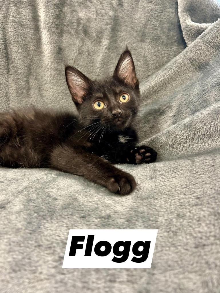 Enlarge Flogg, a Adoptable mixed breed in West Union, OH image 3/4