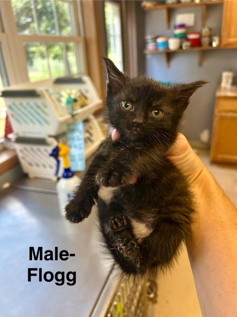 Enlarge Flogg, a Adoptable mixed breed in West Union, OH image 4/4