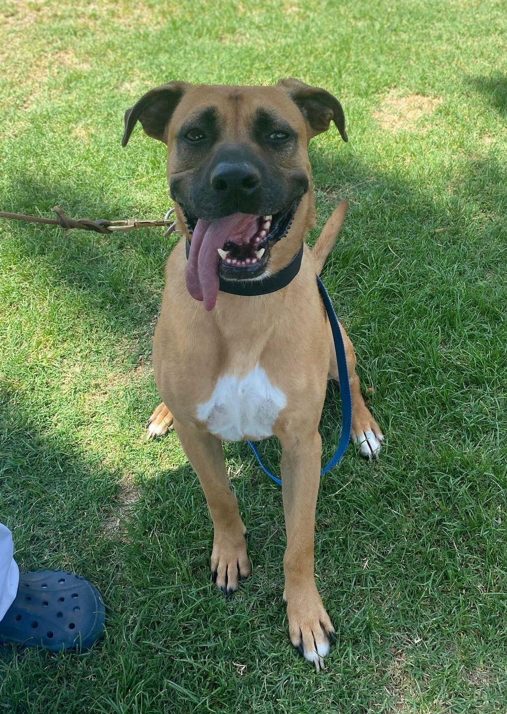 Enlarge Romeo, a Adoptable Black Mouth Cur in Ventura, CA image 3/6