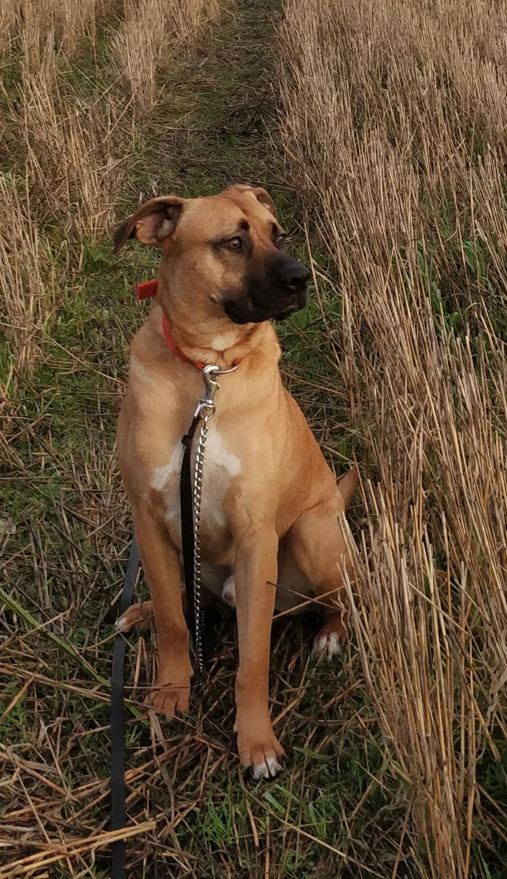Enlarge Romeo, a Adoptable Black Mouth Cur in Ventura, CA image 5/6