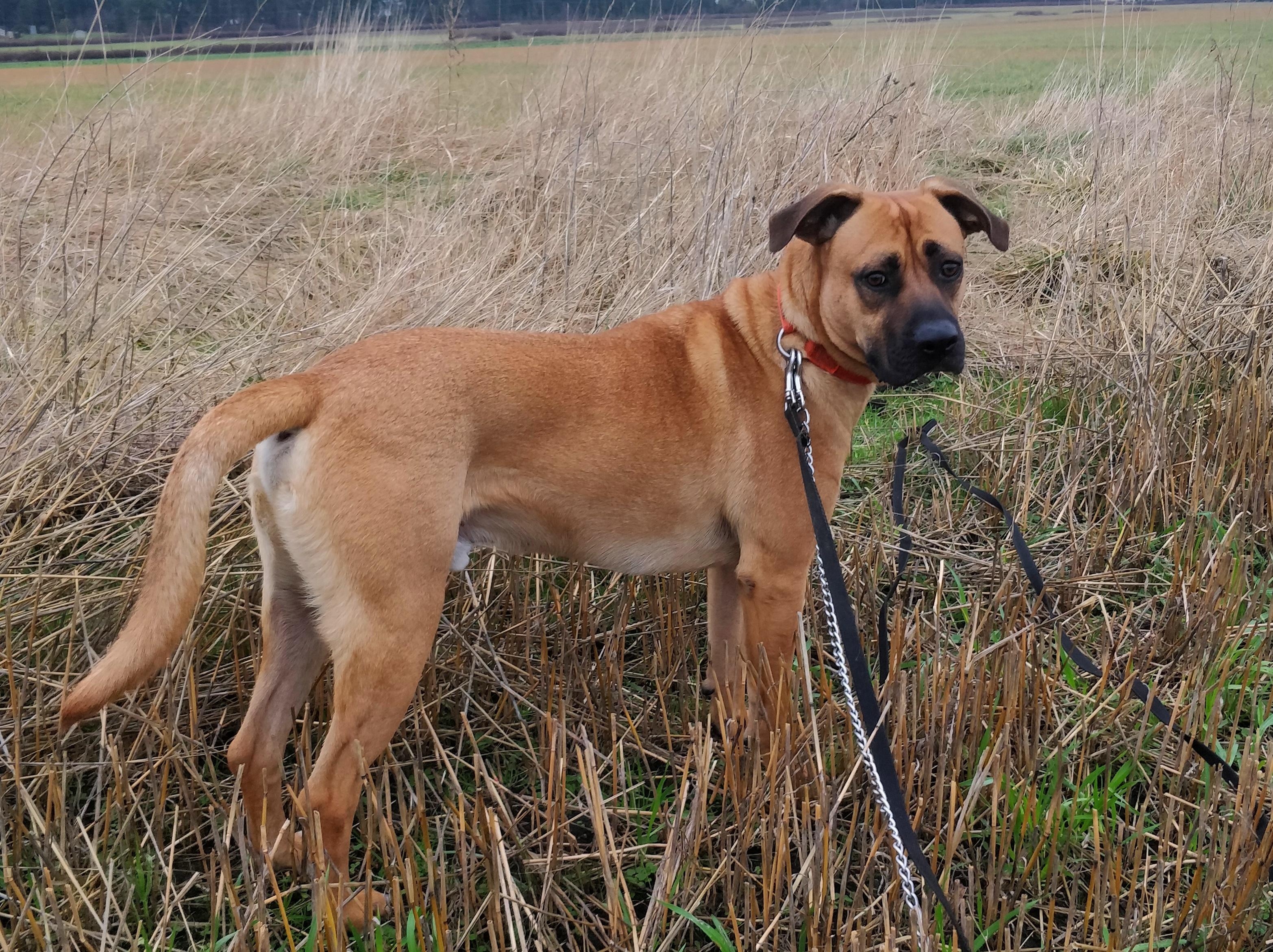 Enlarge Romeo, a Adoptable Black Mouth Cur in Ventura, CA image 1/6
