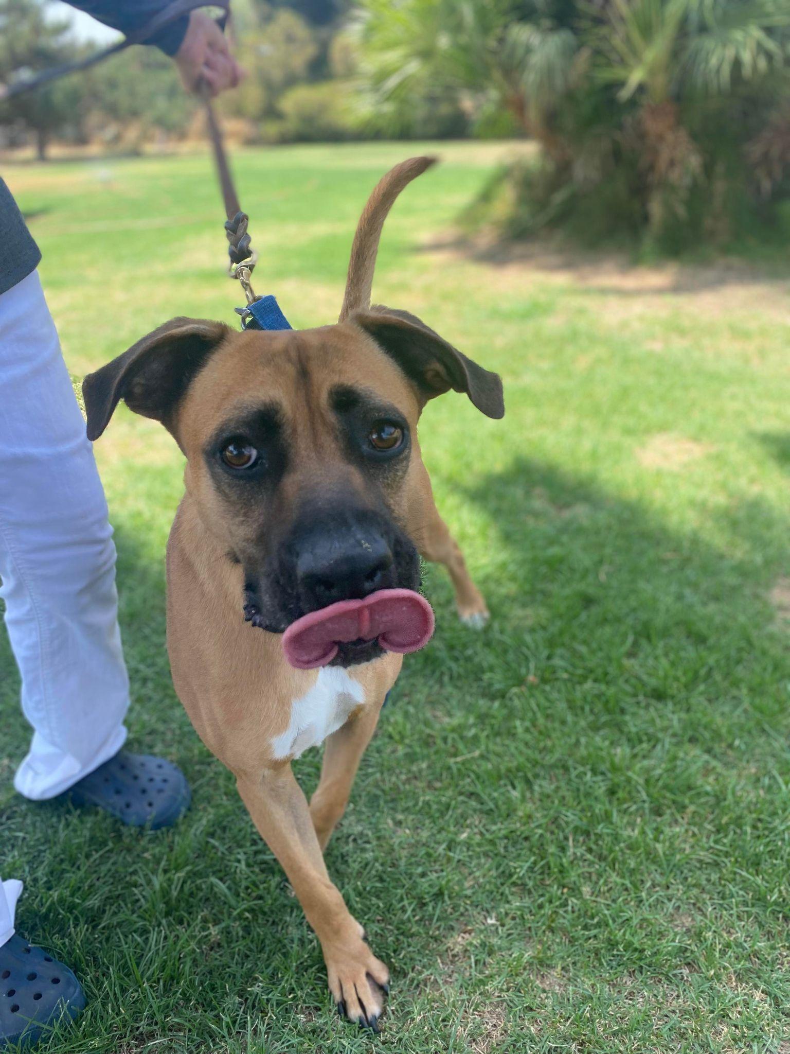Enlarge Romeo, a Adoptable Black Mouth Cur in Ventura, CA image 6/6