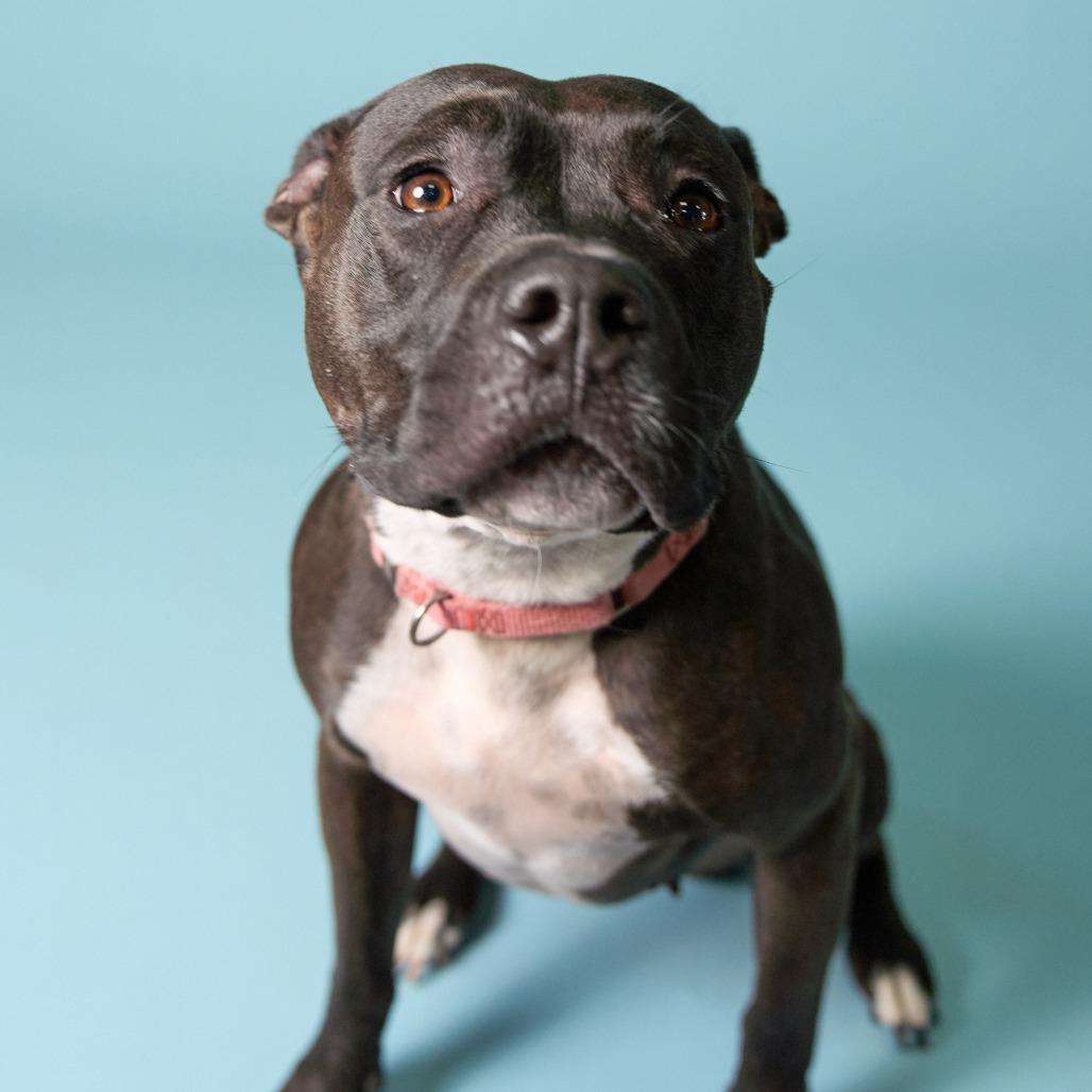 Mala, Adoptable, Adult Female Pit Bull Terrier.