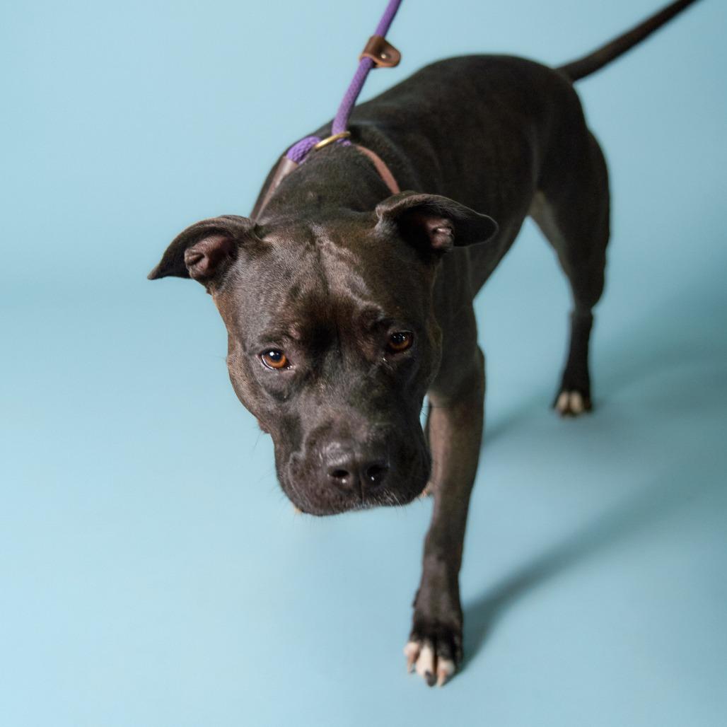 Mala, Adoptable, Adult Female Pit Bull Terrier.