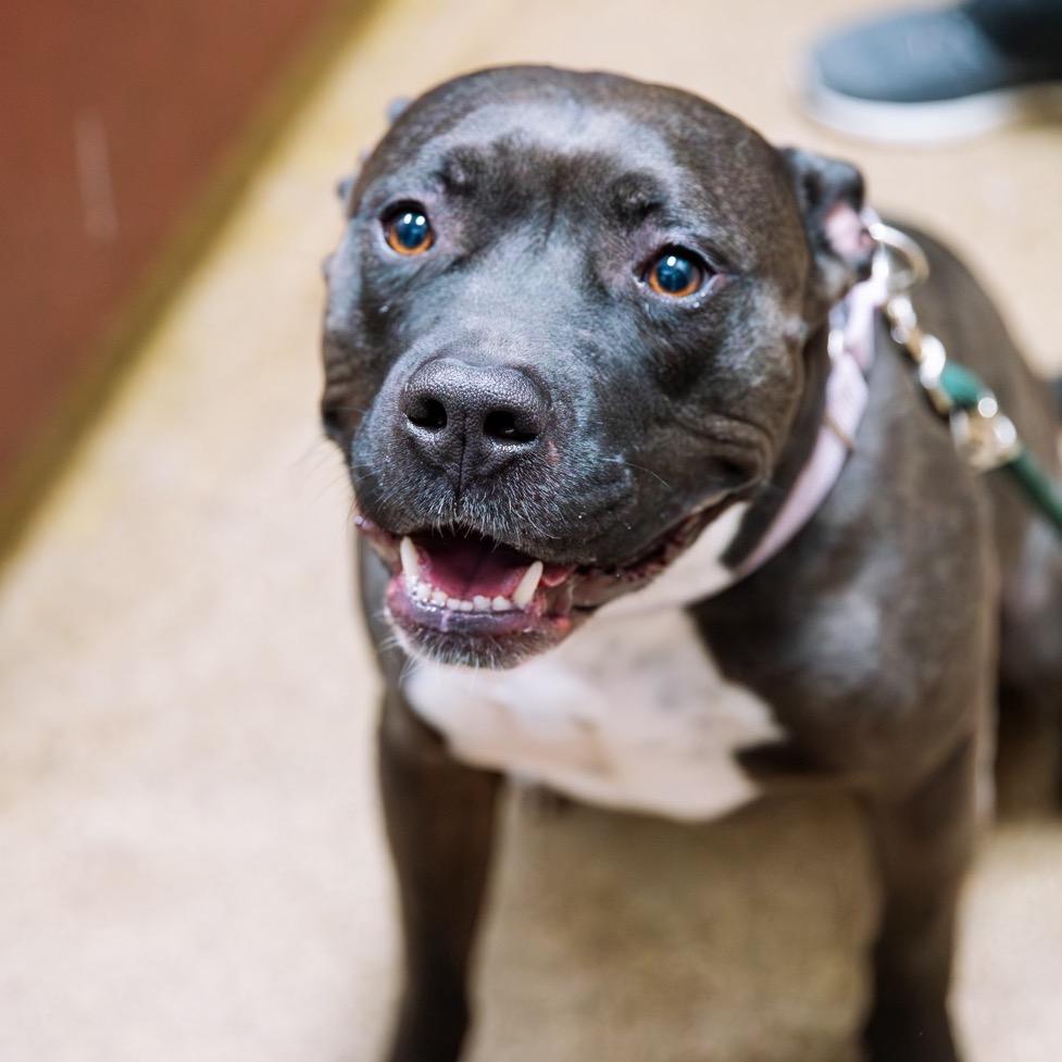 Enlarge Mala, a Adoptable Pit Bull Terrier in Shawnee, KS image 3/6
