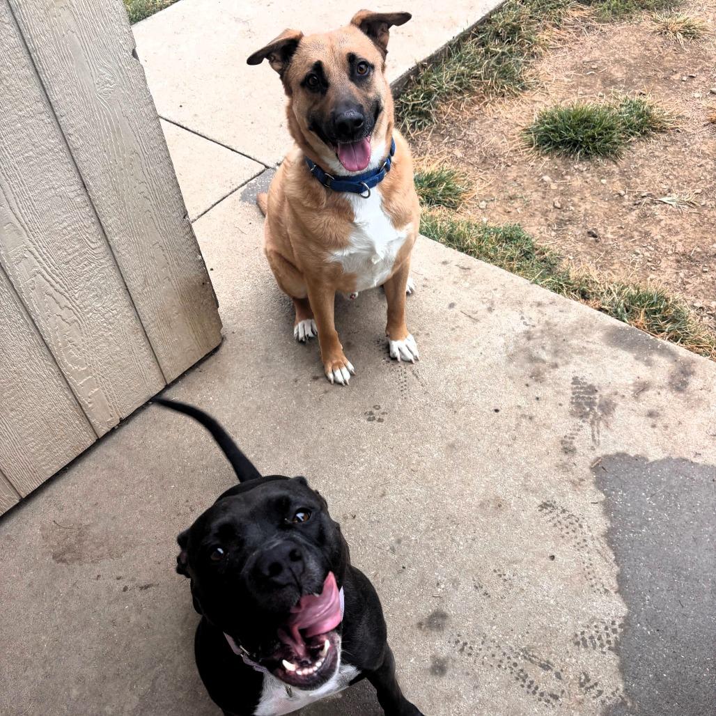 Enlarge Mala, a Adoptable Pit Bull Terrier in Shawnee, KS image 3/6