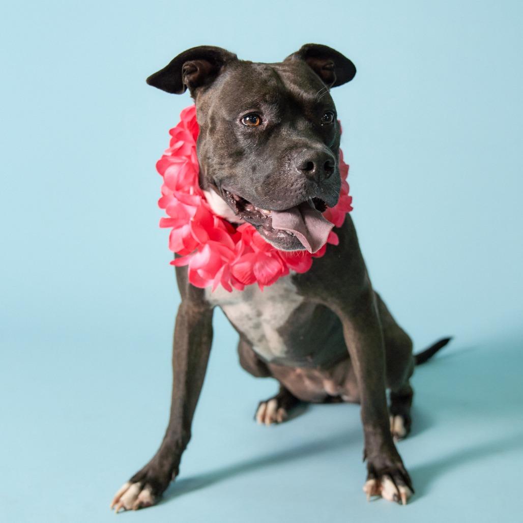 Enlarge Mala, a Adoptable Pit Bull Terrier in Shawnee, KS image 5/6