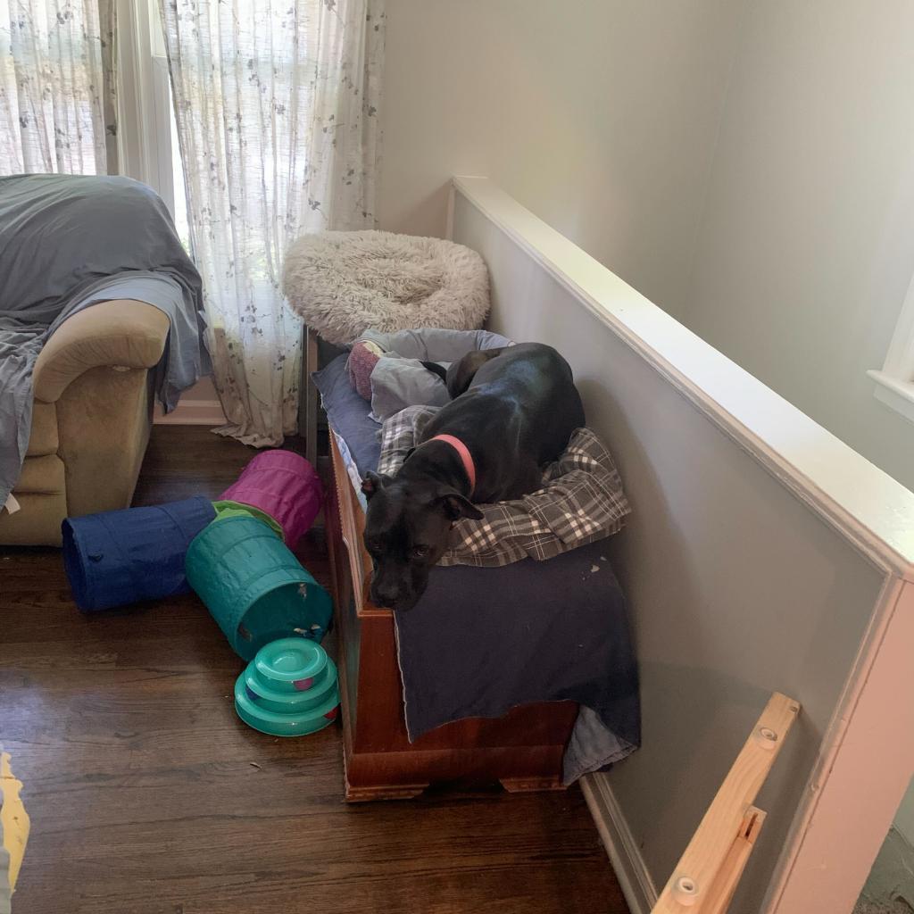 Enlarge Mala, a Adoptable Pit Bull Terrier in Shawnee, KS image 6/6